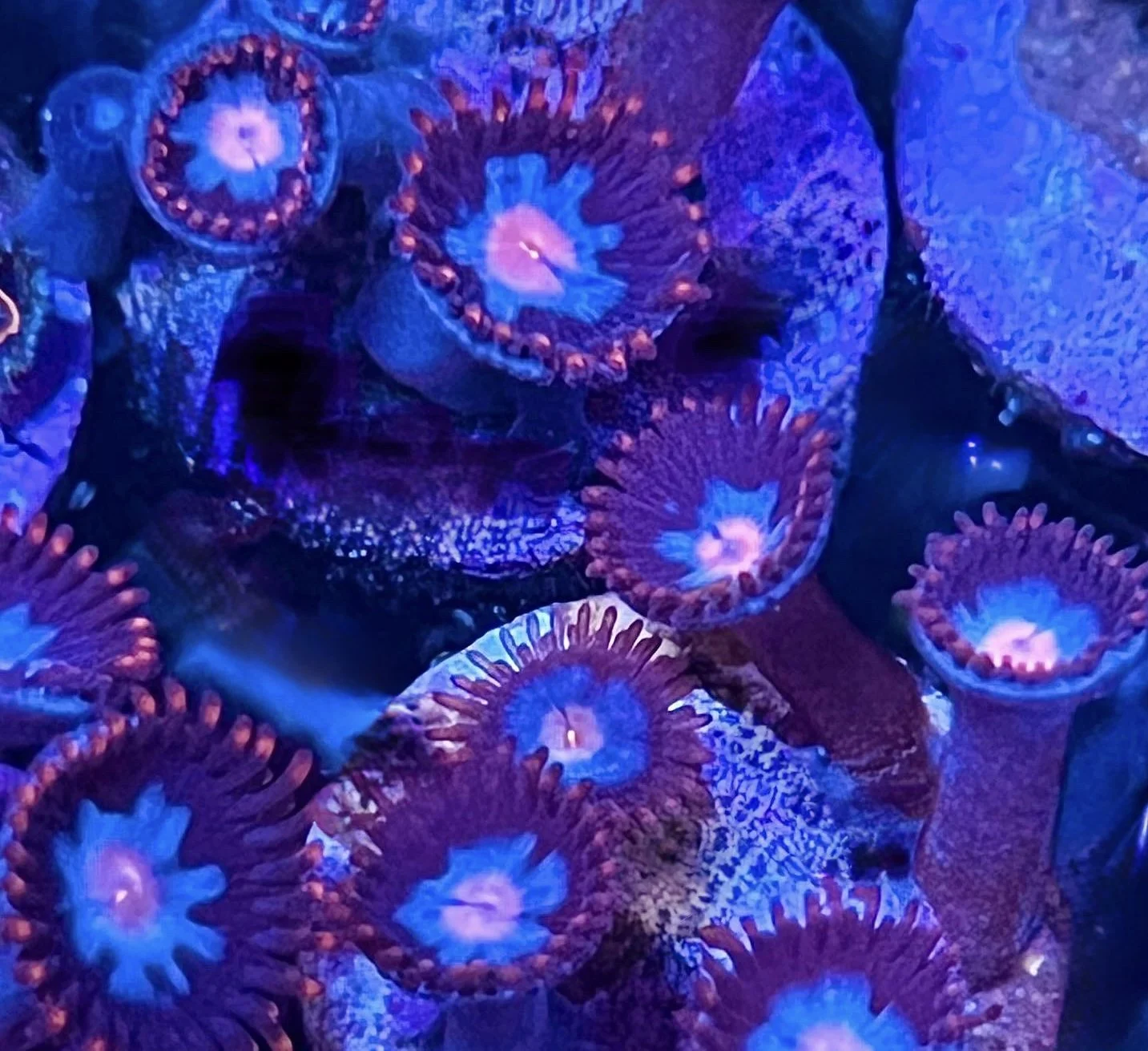 Close-up Superman Zoanthid showing classic blue and red coloration
