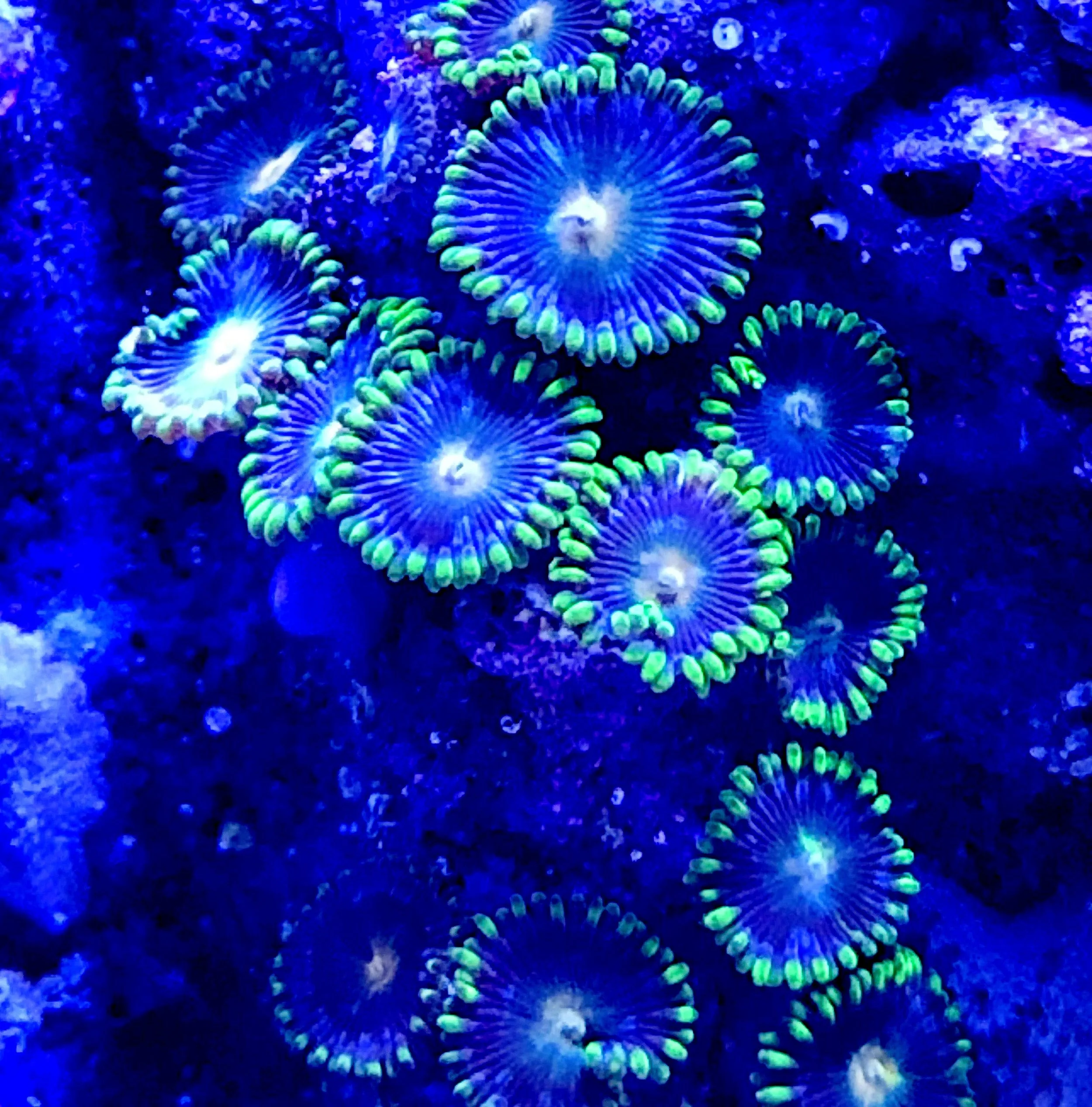 Blue Daisys Zoanthids under blue LED lighting displaying strong fluorescence