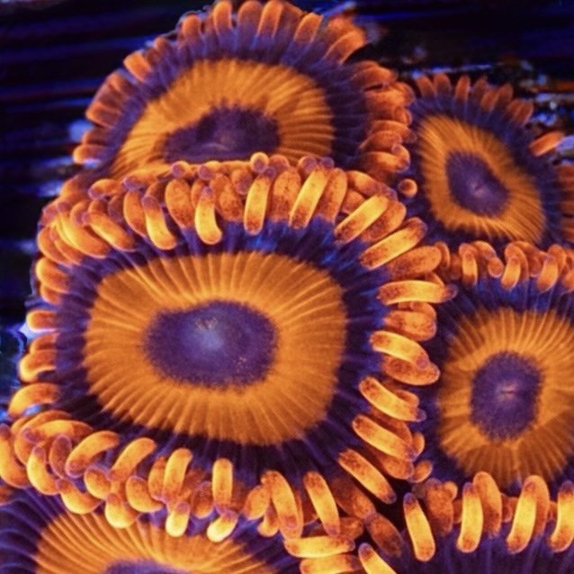 Orange Oxides or Tangerine Dreams Zoanthids