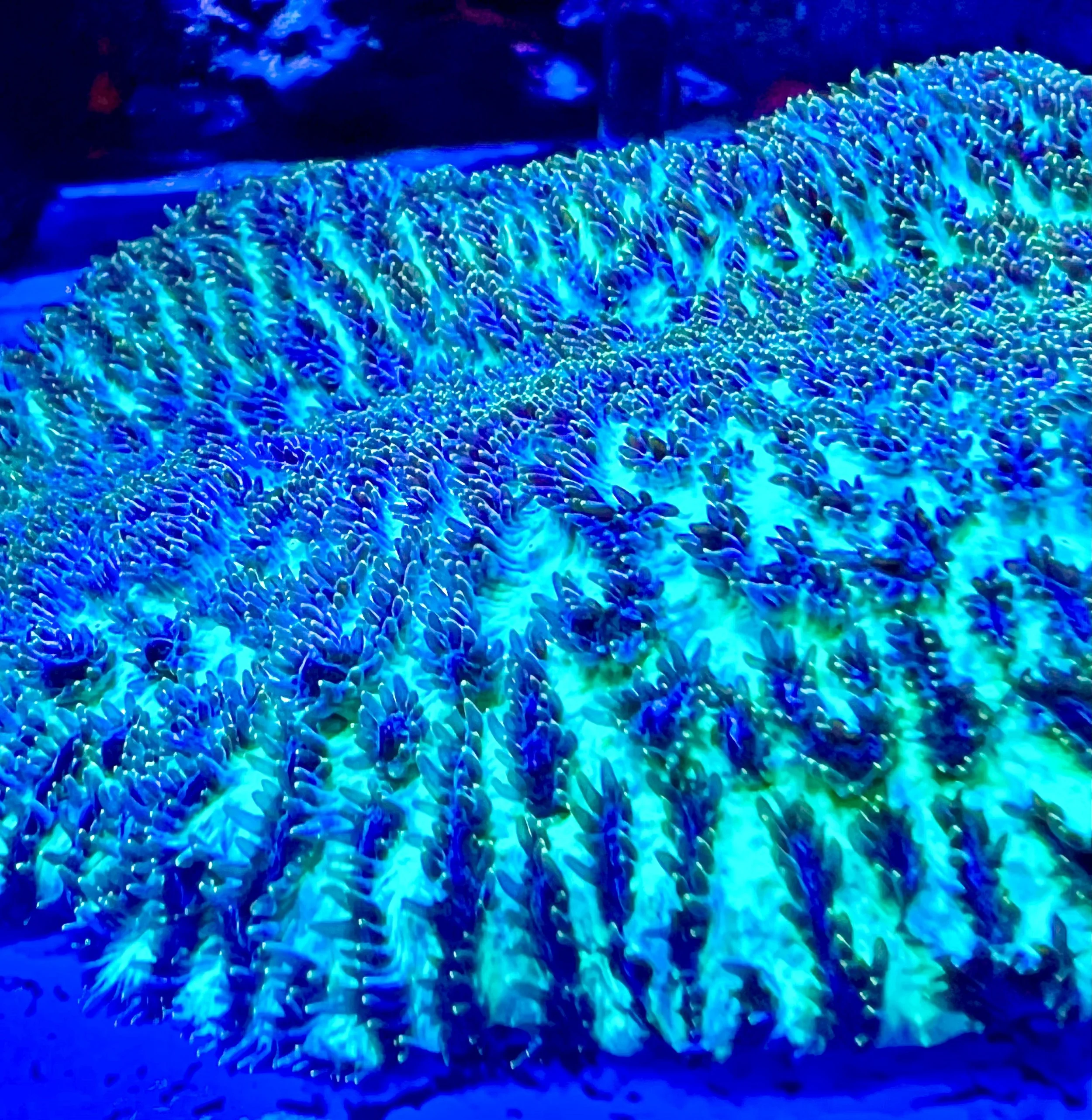 Textured Hydnophora SPS coral with raised ridges and growth points