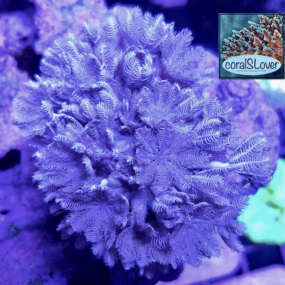 Coral様　3点おまとめ black-friday-zoa-default-title