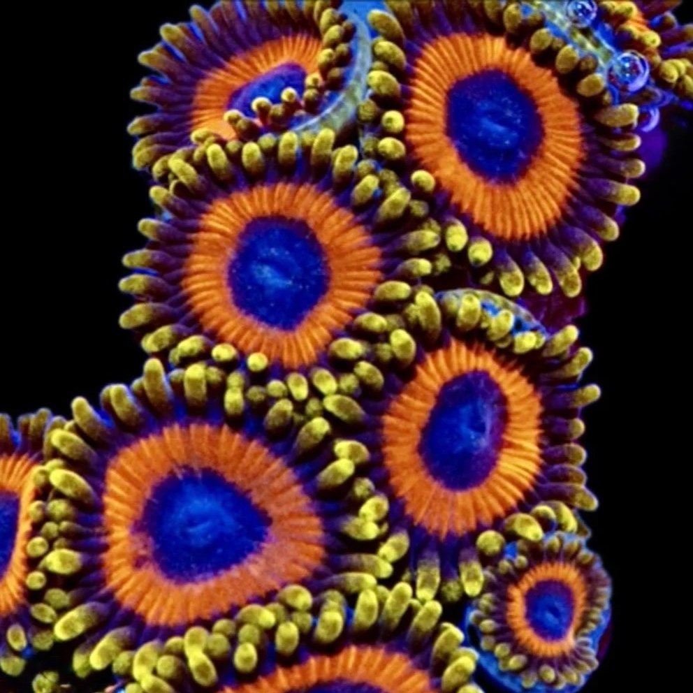 Jungle Juice Zoanthids