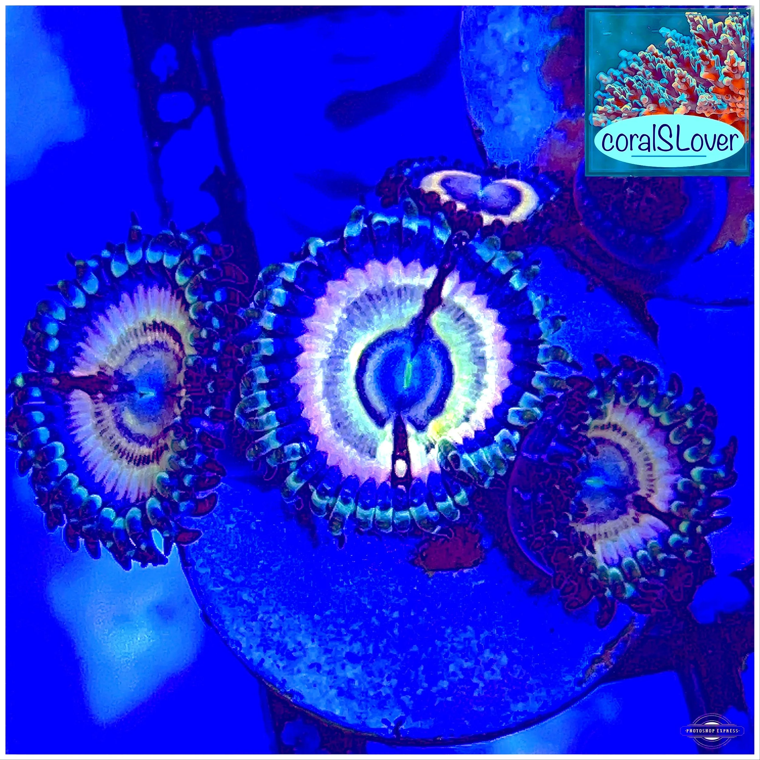 Petroglyph Zoanthids