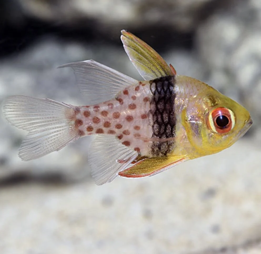 Image 7-31-24 at 6.21 PM.jpeg