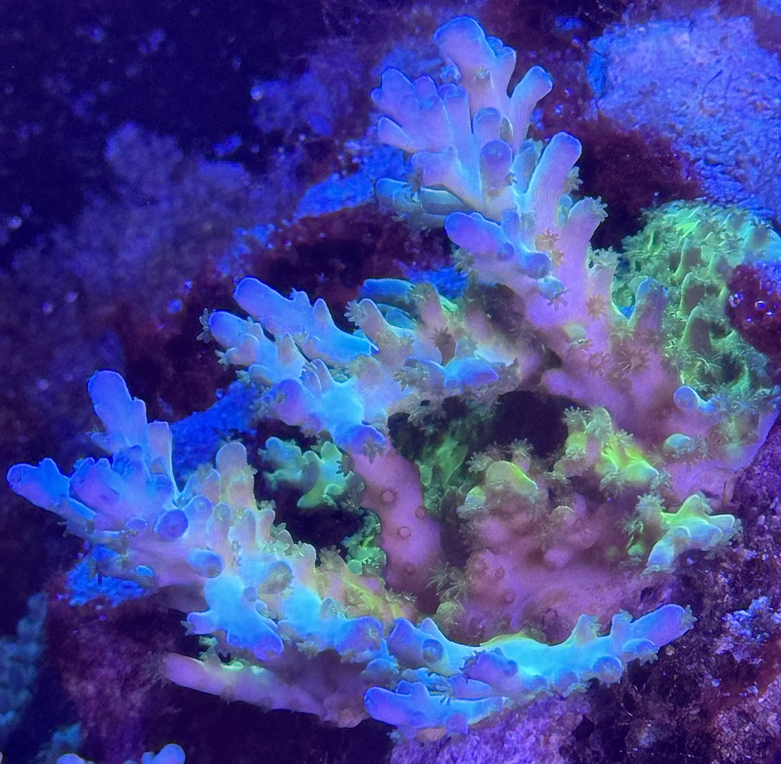 Top-down view of Green Granulosa Acropora highlighting compact branching structure