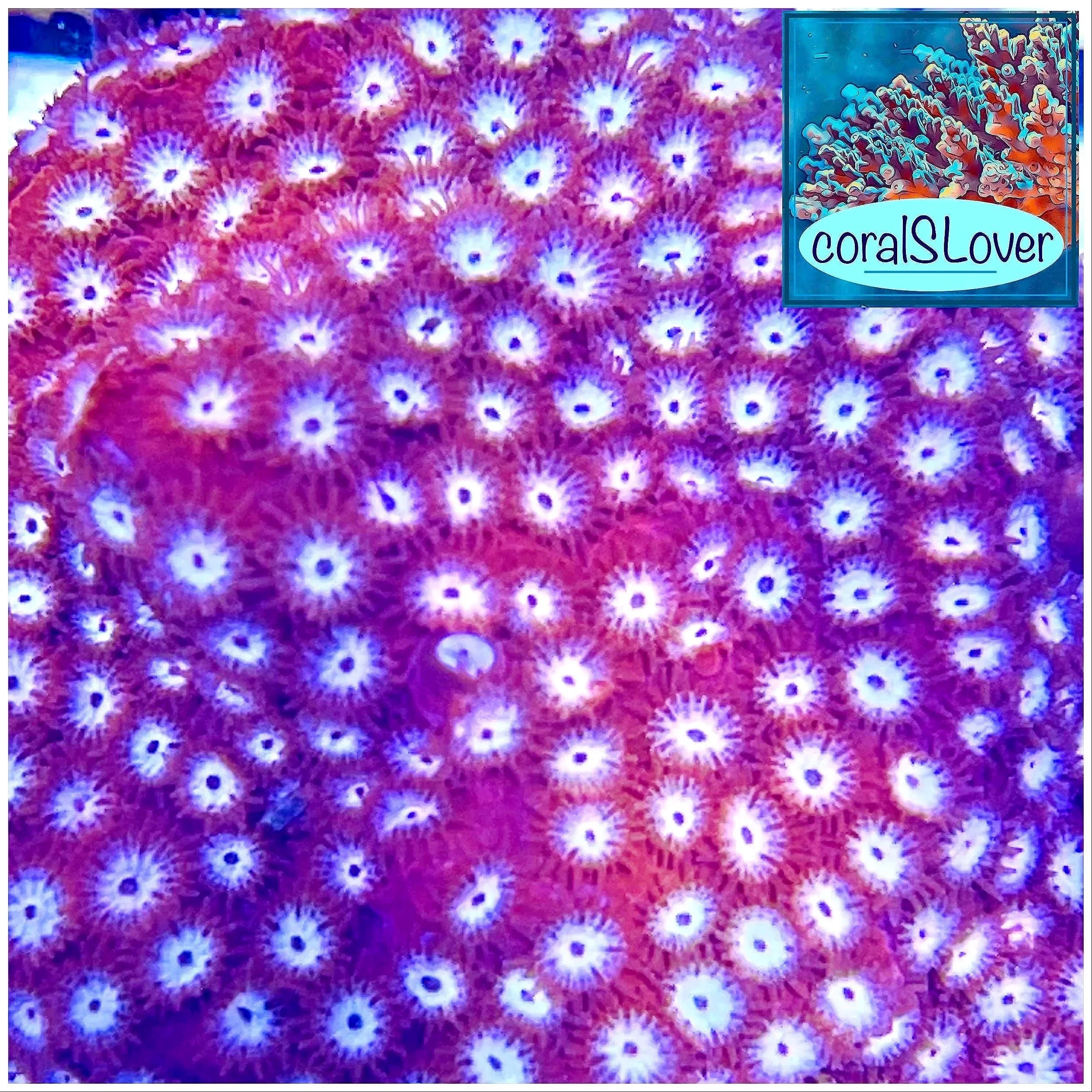 Peppermint Cyphastrea SPS coral displaying healthy growth in shaded reef placement