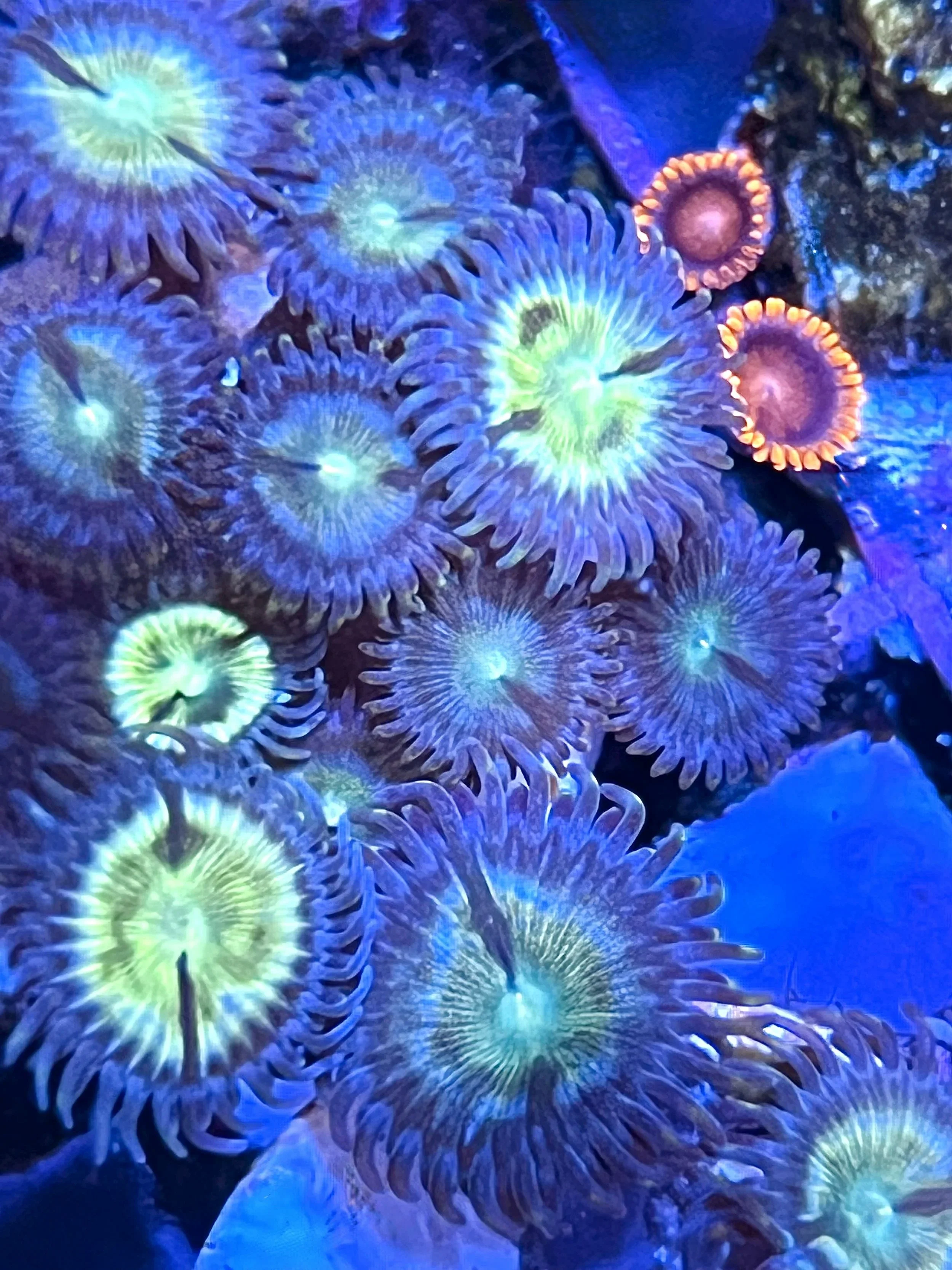 Thin Mints Zoanthids live aquaculture coral with strong polyp extension and layered teal green coloration.