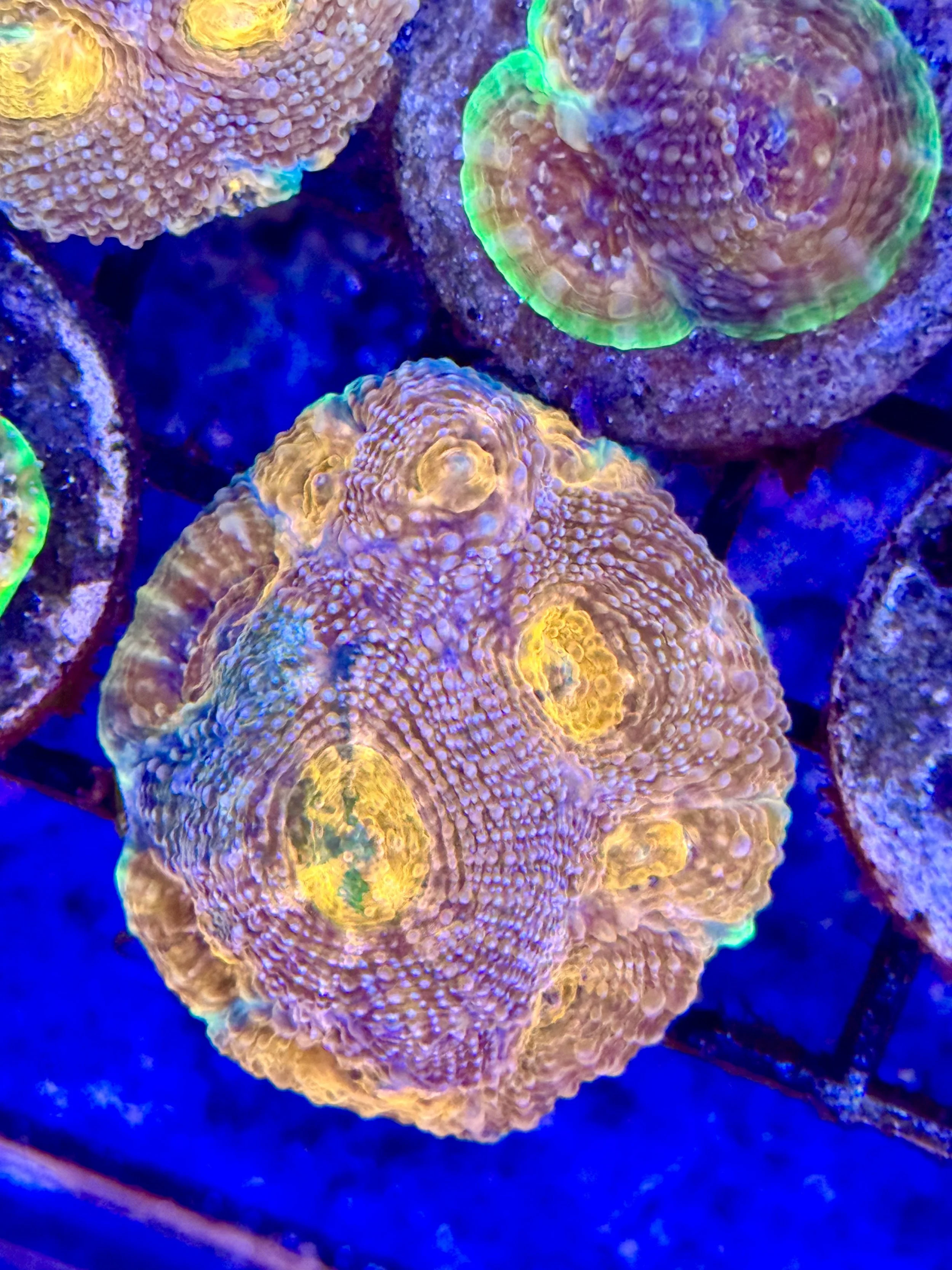 Pineapple Acan Echinata coral displaying neon green highlights under blue lighting