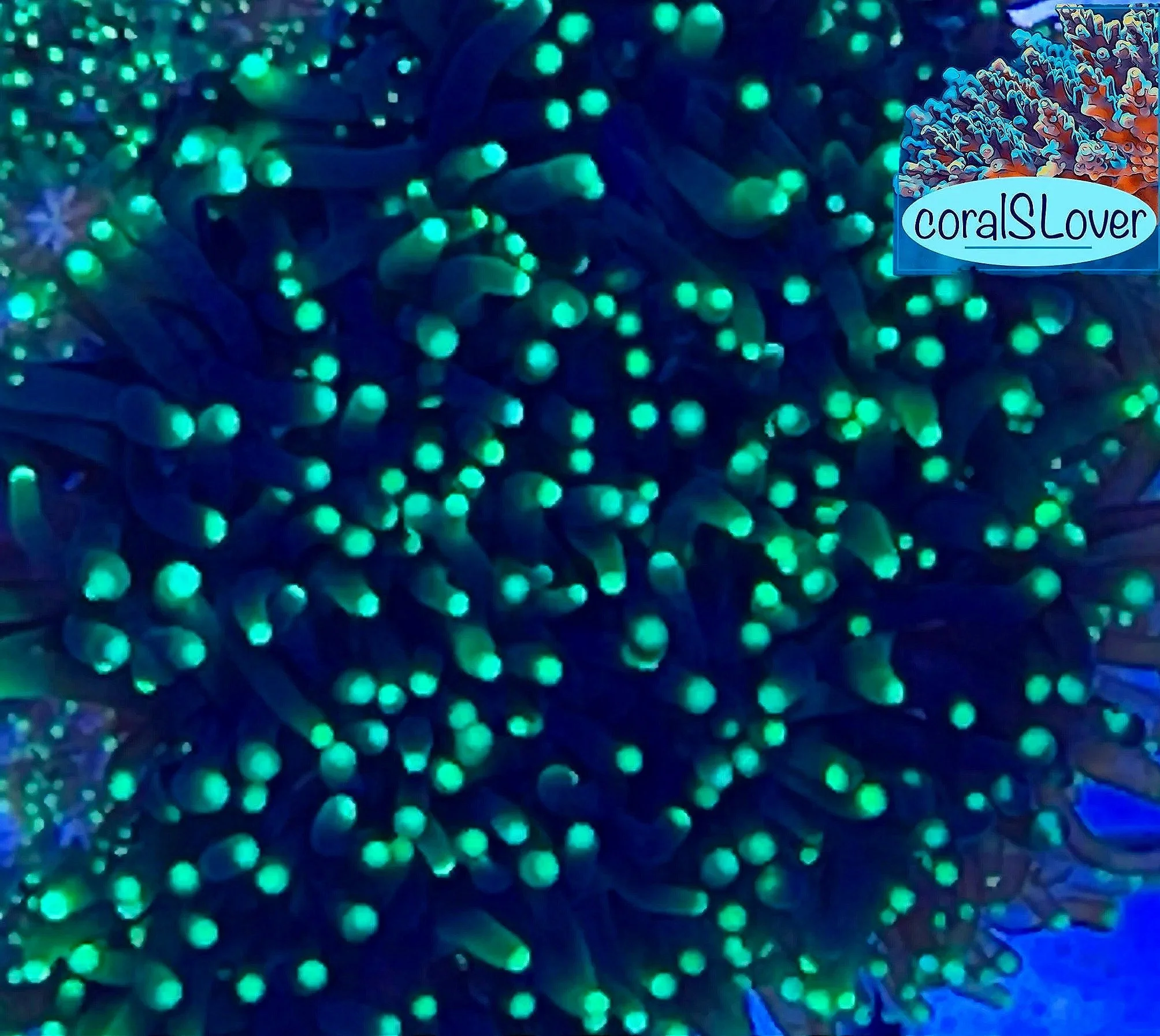 Emerald Galaxea Coral