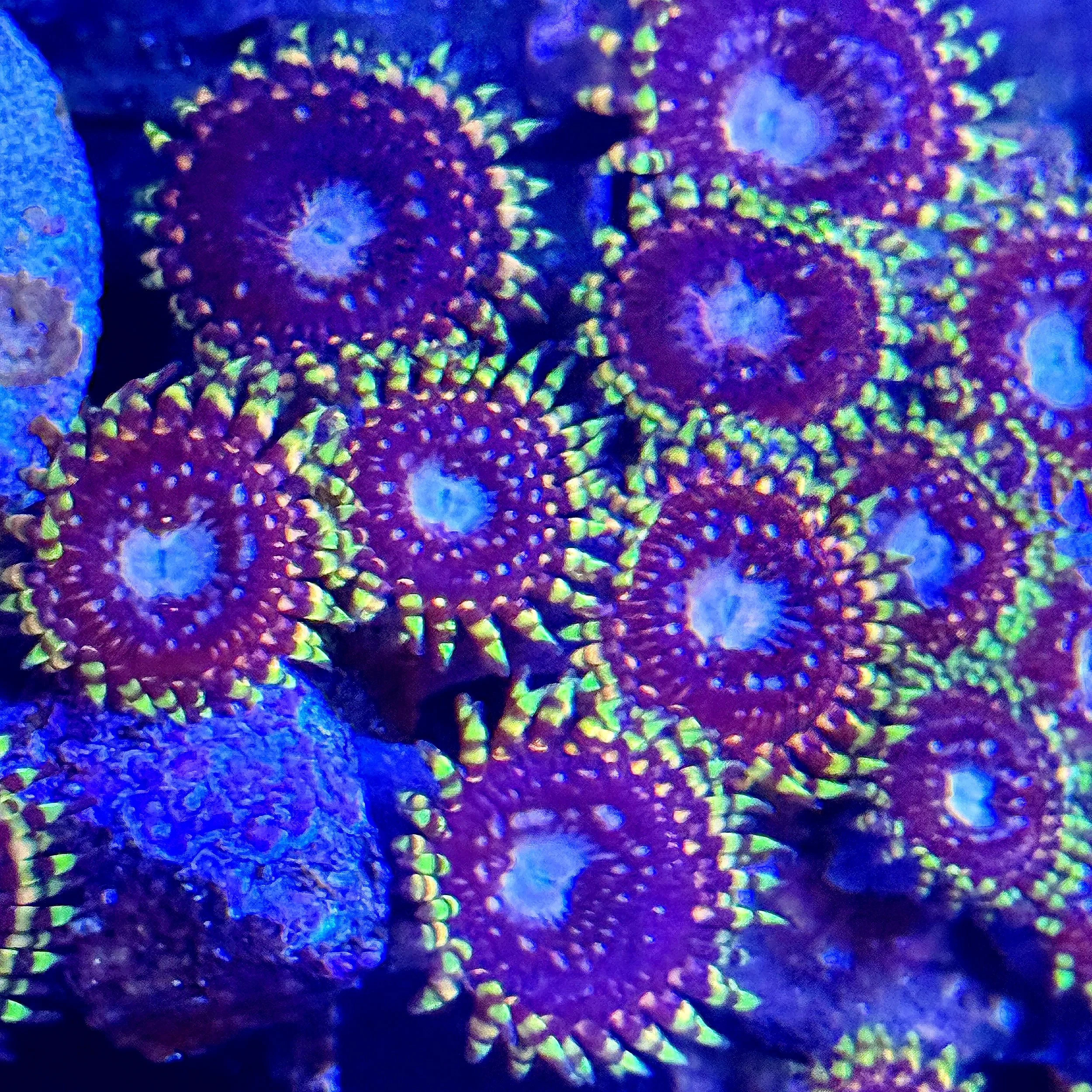 Nightlight Sakura Zoanthid with dark purple body and bright green skirt
