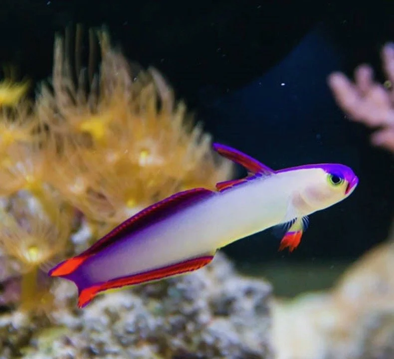 Purple Firefish Goby