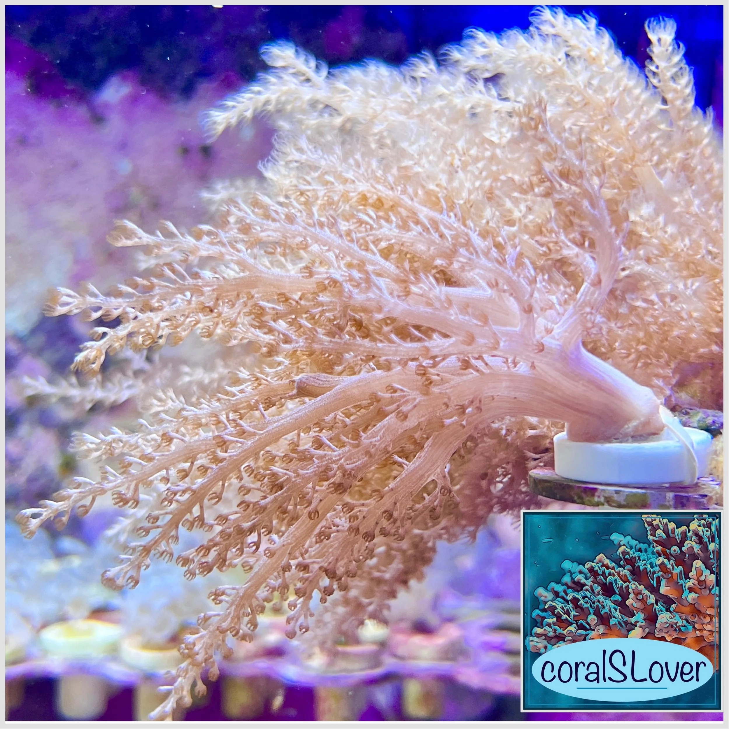 Pink Spaghettini leather coral frag with branching and folded growth