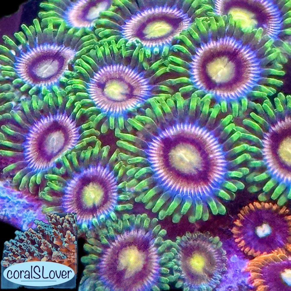 Lazer Lemon Zoanthids aquaculture coral showing blue to orange faces, green yellow mouths, and bright neon green rings grown at coralSLover®.jpeg