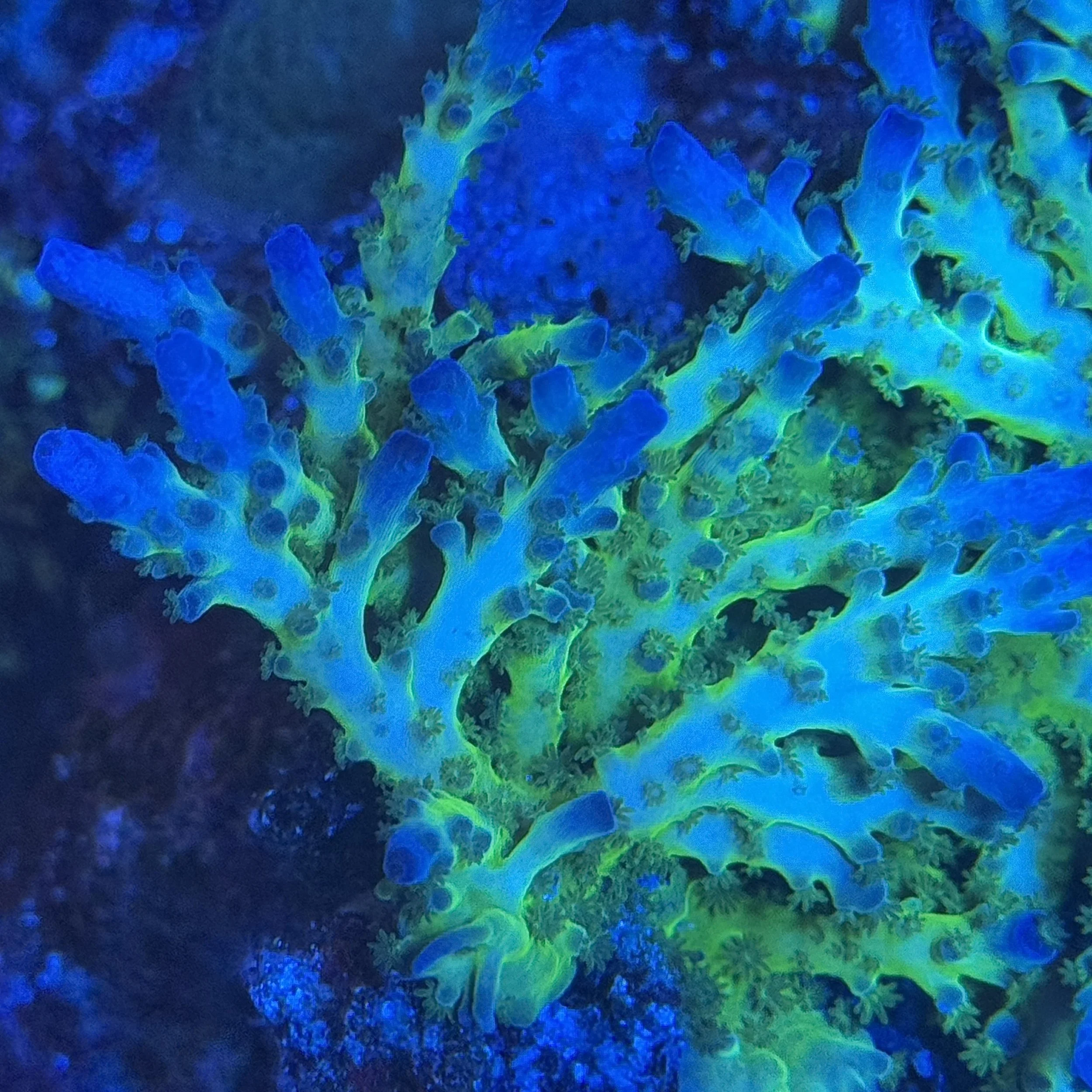 Green Granulosa Acropora aquacultured SPS coral showing neon green base and blue branch tips