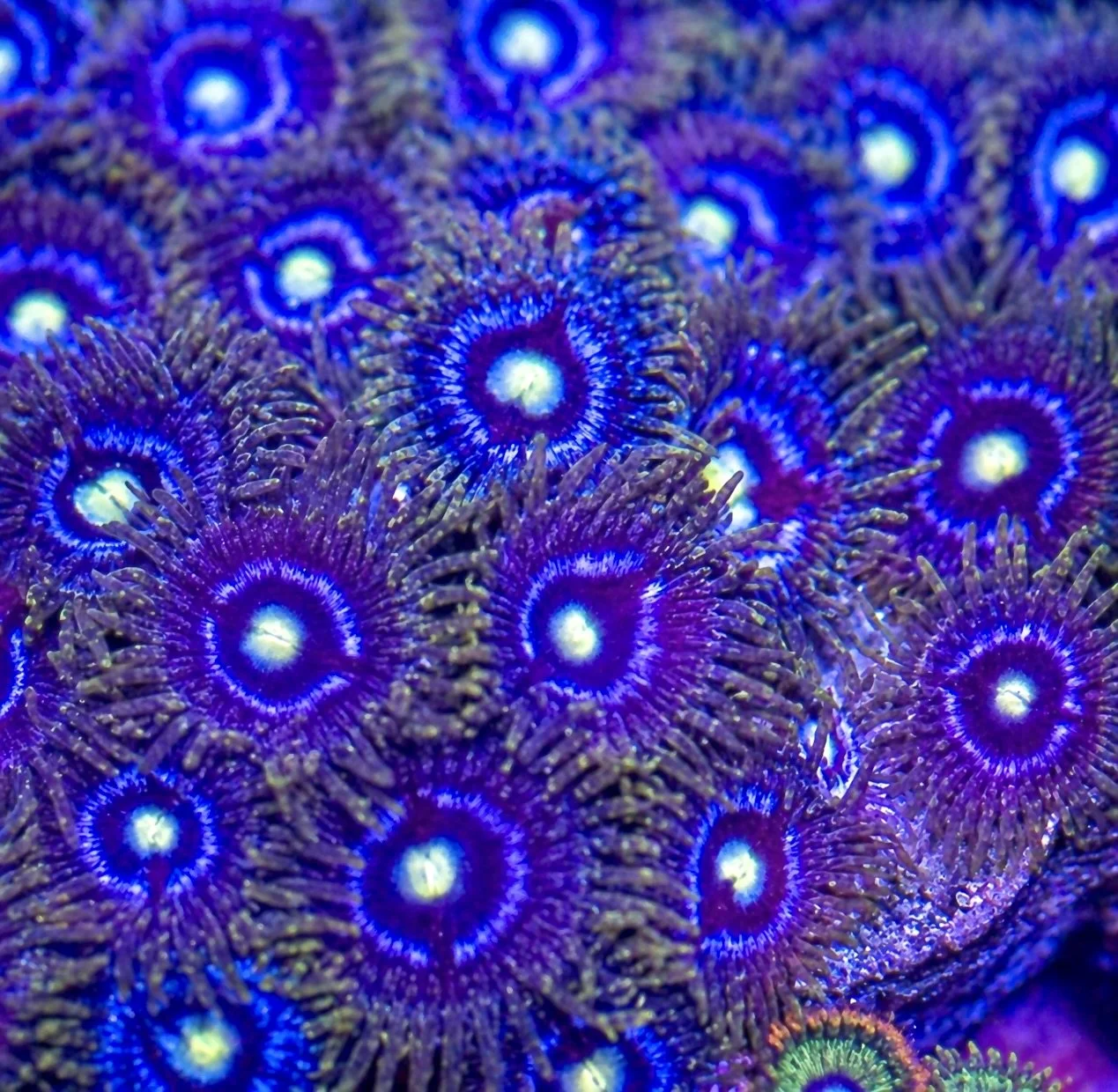 Indigo Laser Zoanthids by coralSLover.jpeg