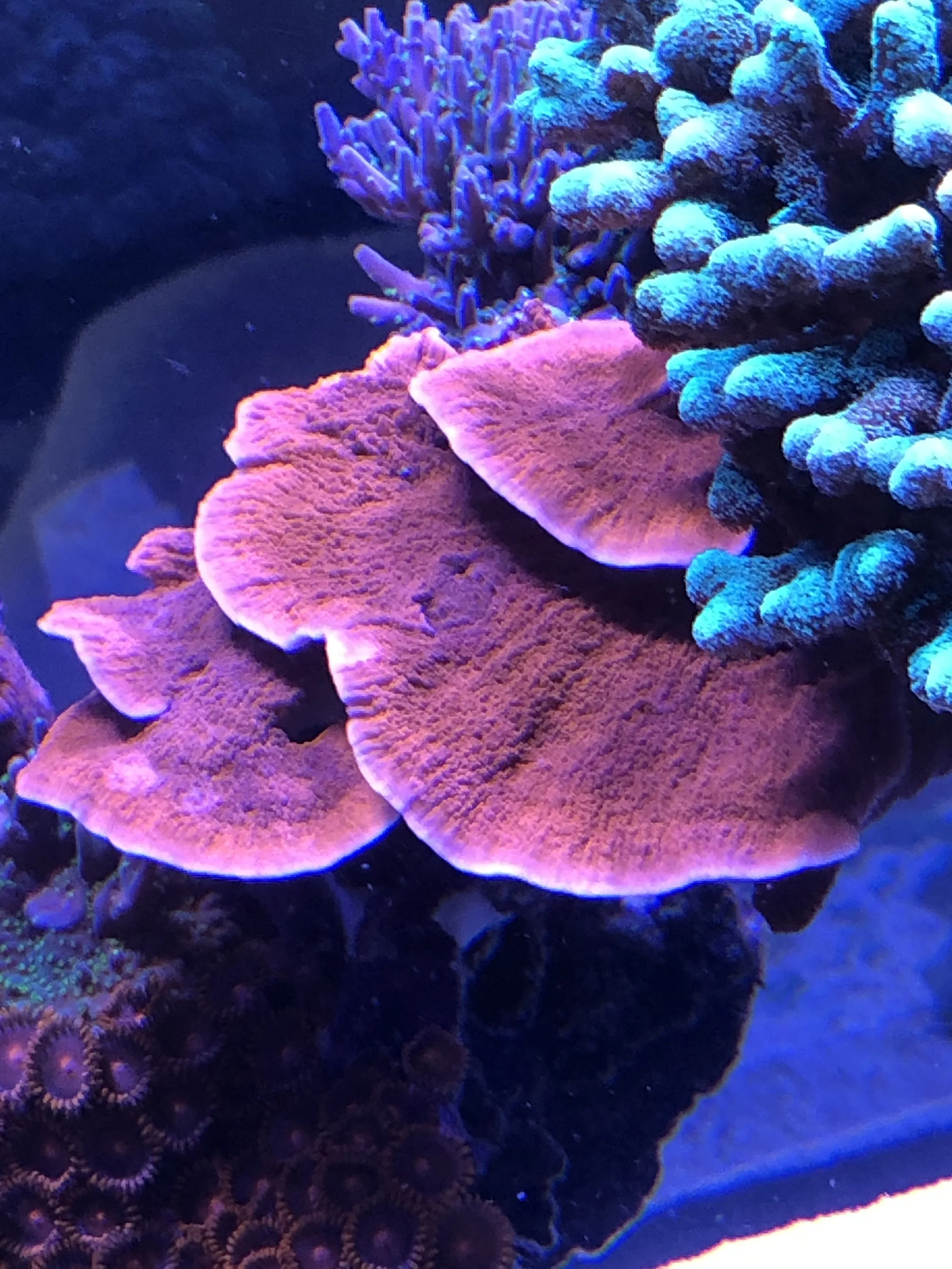 Aquacultured Orange Montipora coral with fluorescent orange glow and plating texture