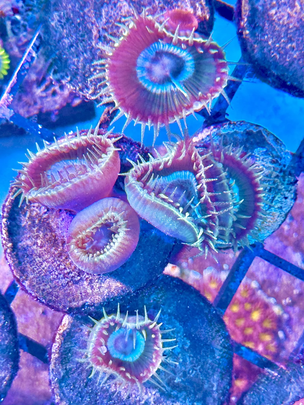 coralSLover | FREE Coral for All Orders. Buy 3 get 1 FREE Coral