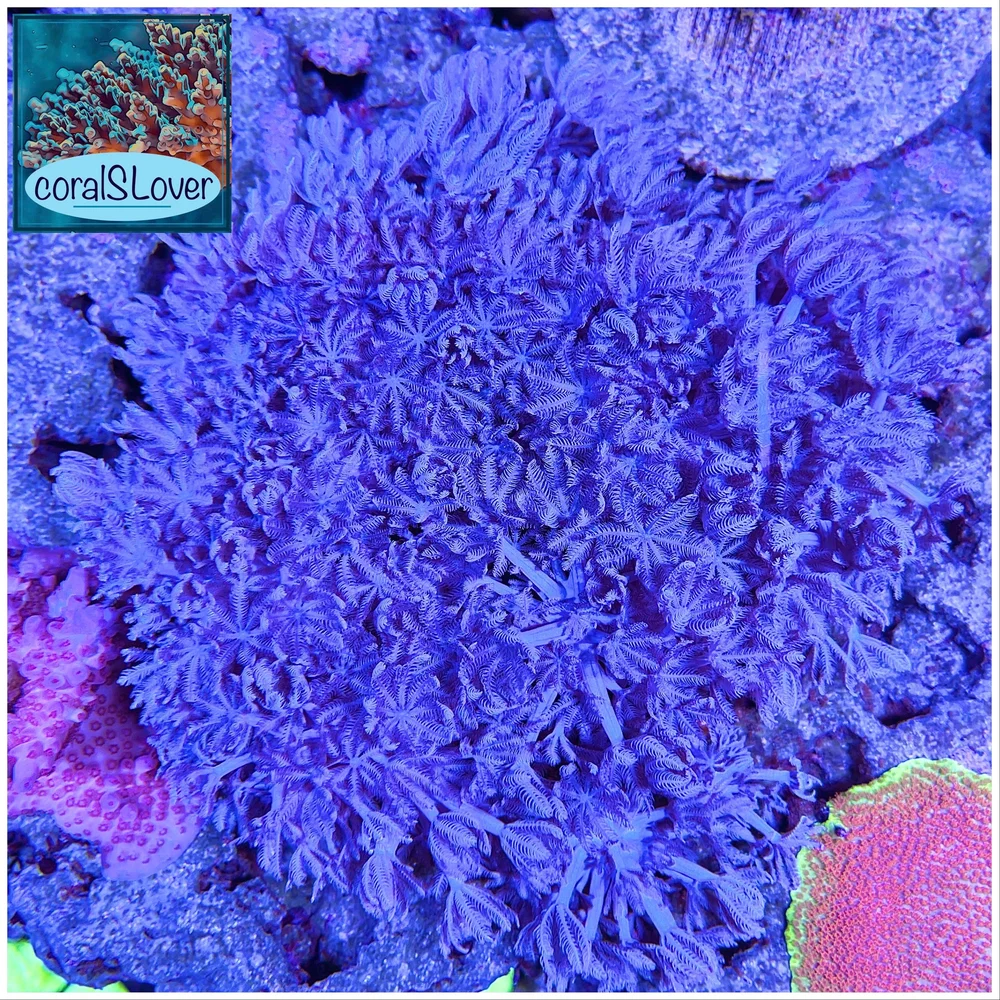 coralSLover | FREE Coral for All Orders. Buy 3 get 1 FREE Coral