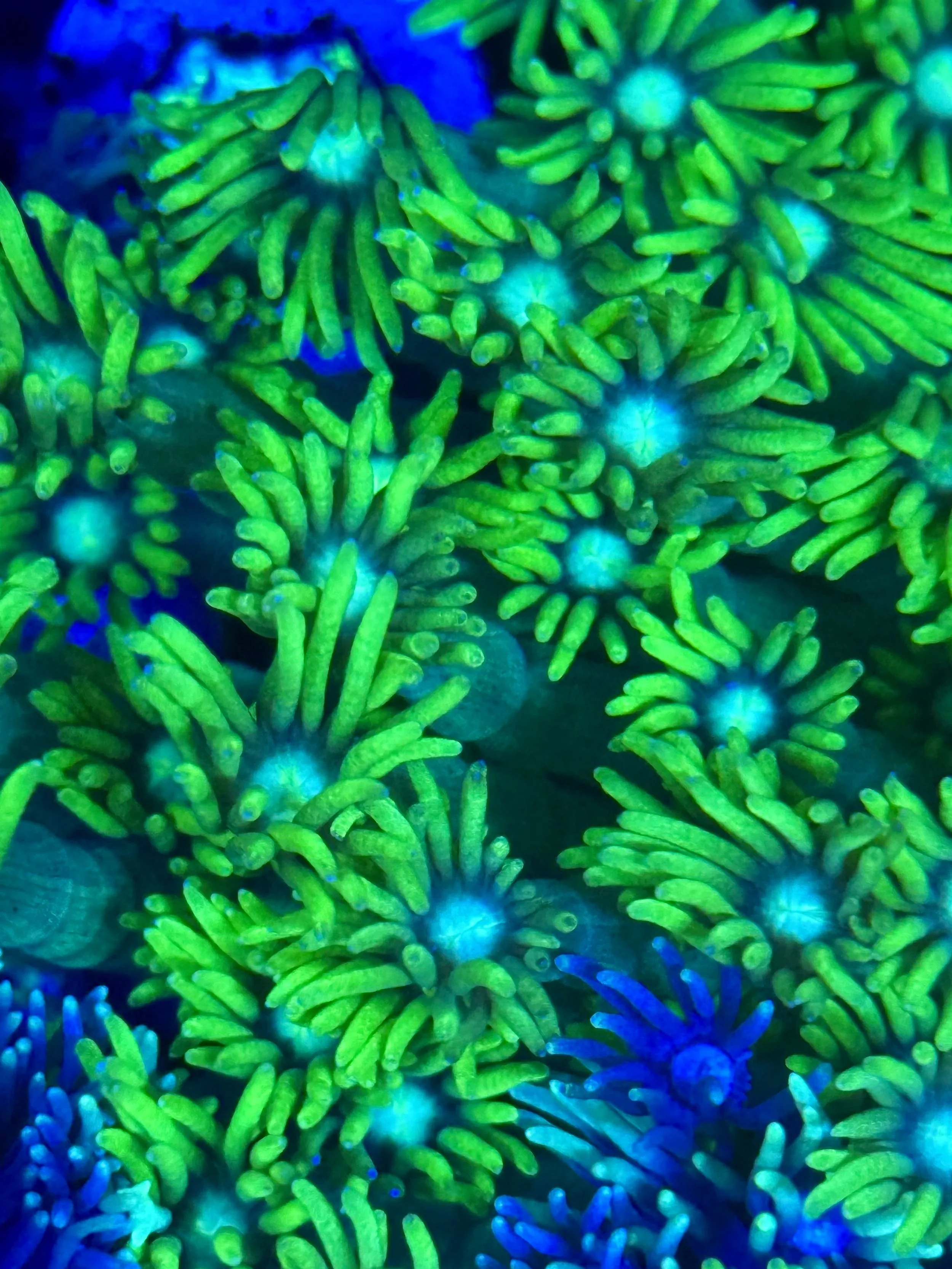 Close-up of Goniopora coral with green tentacles and blue eye centers
