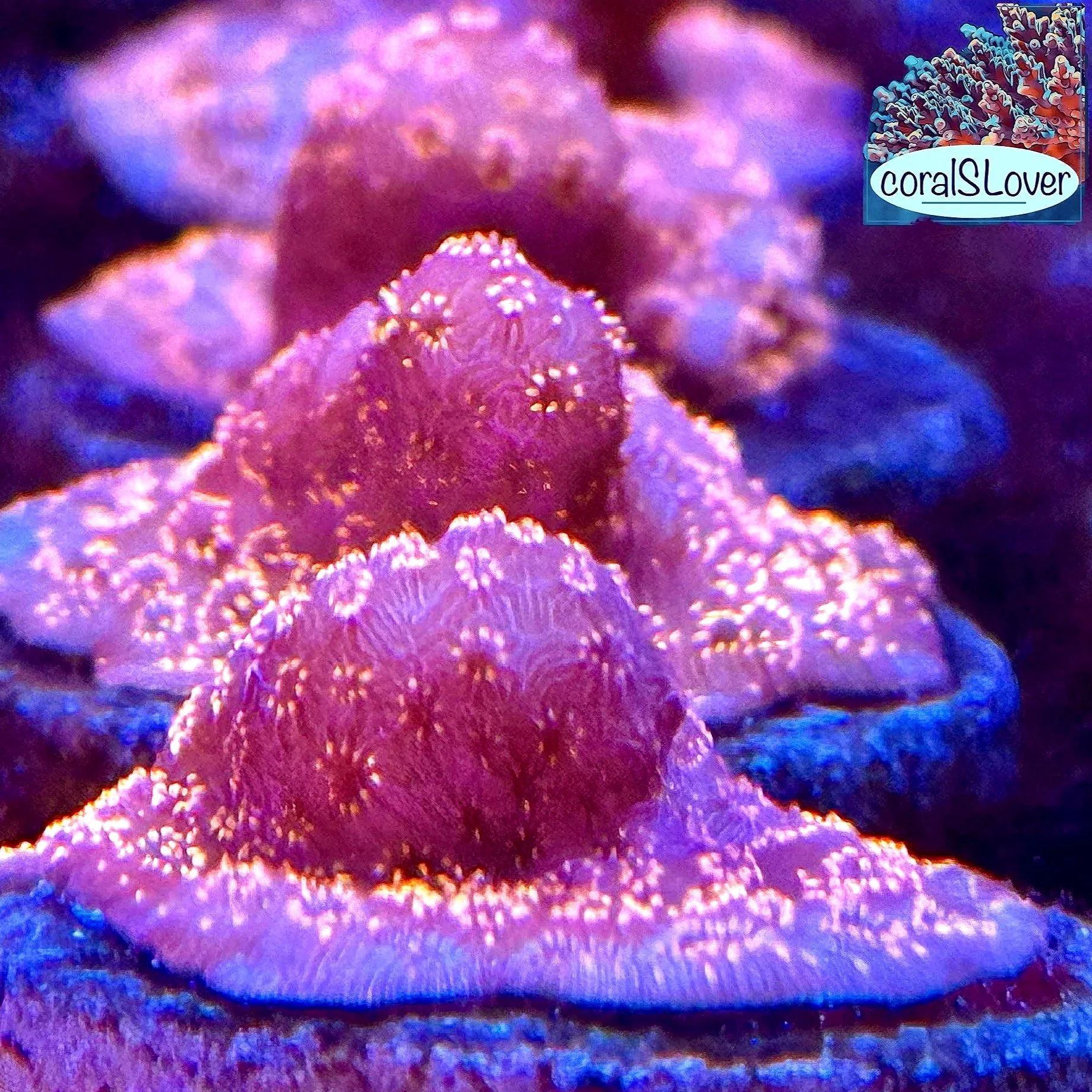 Orange Pavona Coral