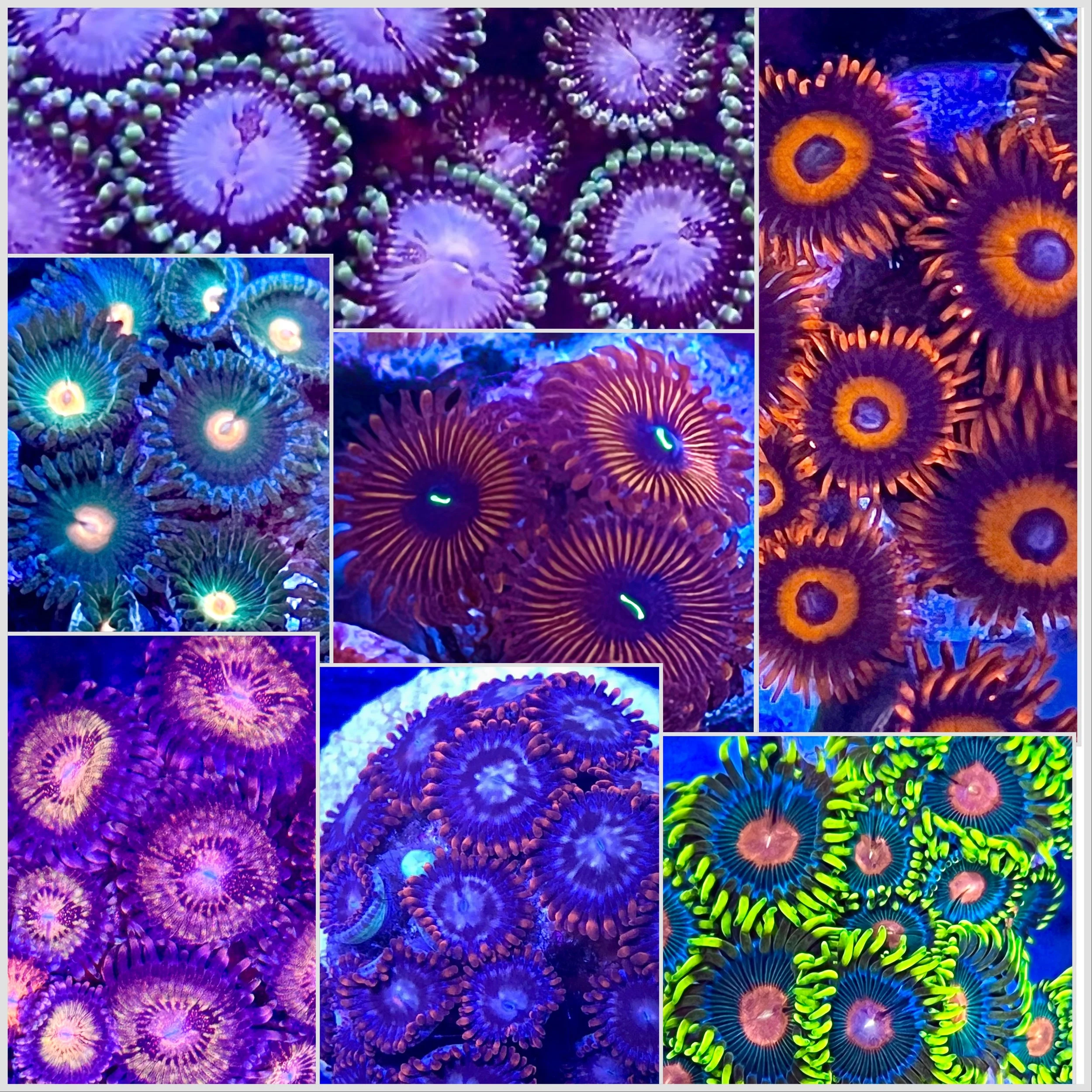 Zoanthid Variety Pack – 7 Aquacultured Corals | Included High End & Large Heads Zoanthids