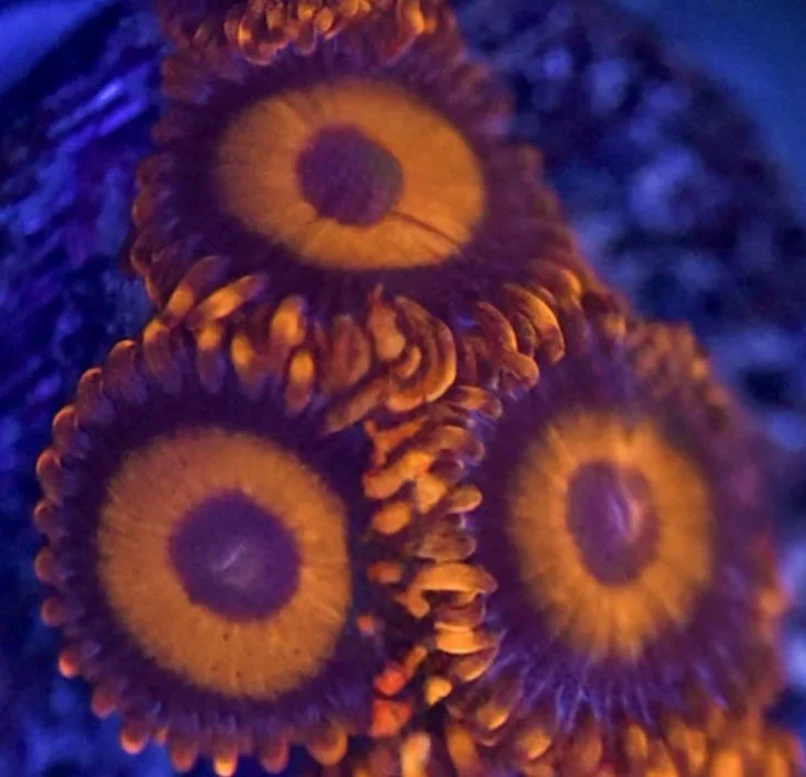 Image 11-14-25 at 11.43 AM.jpeg