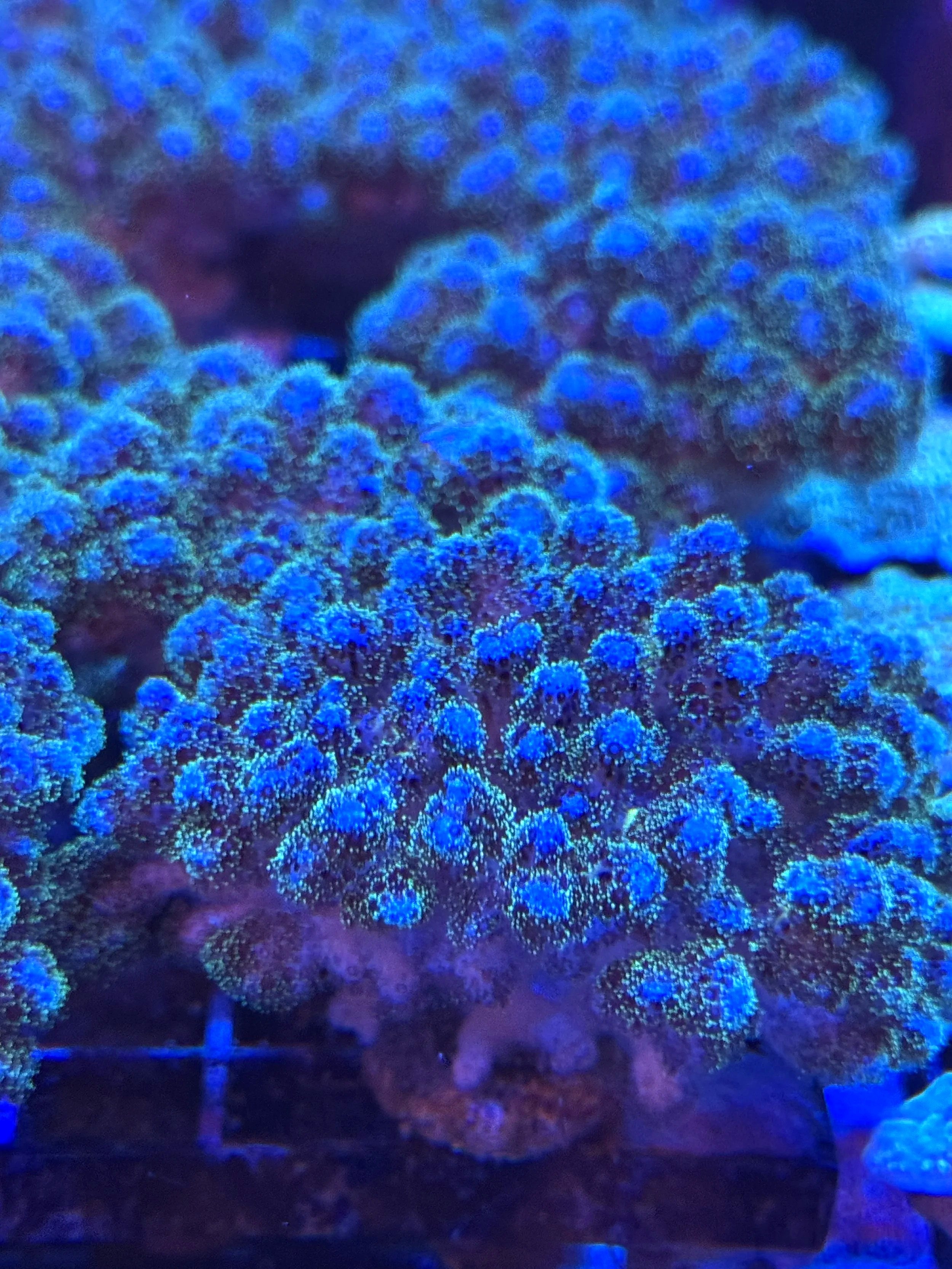 Close-up of green Pocillopora damicornis polyp extension