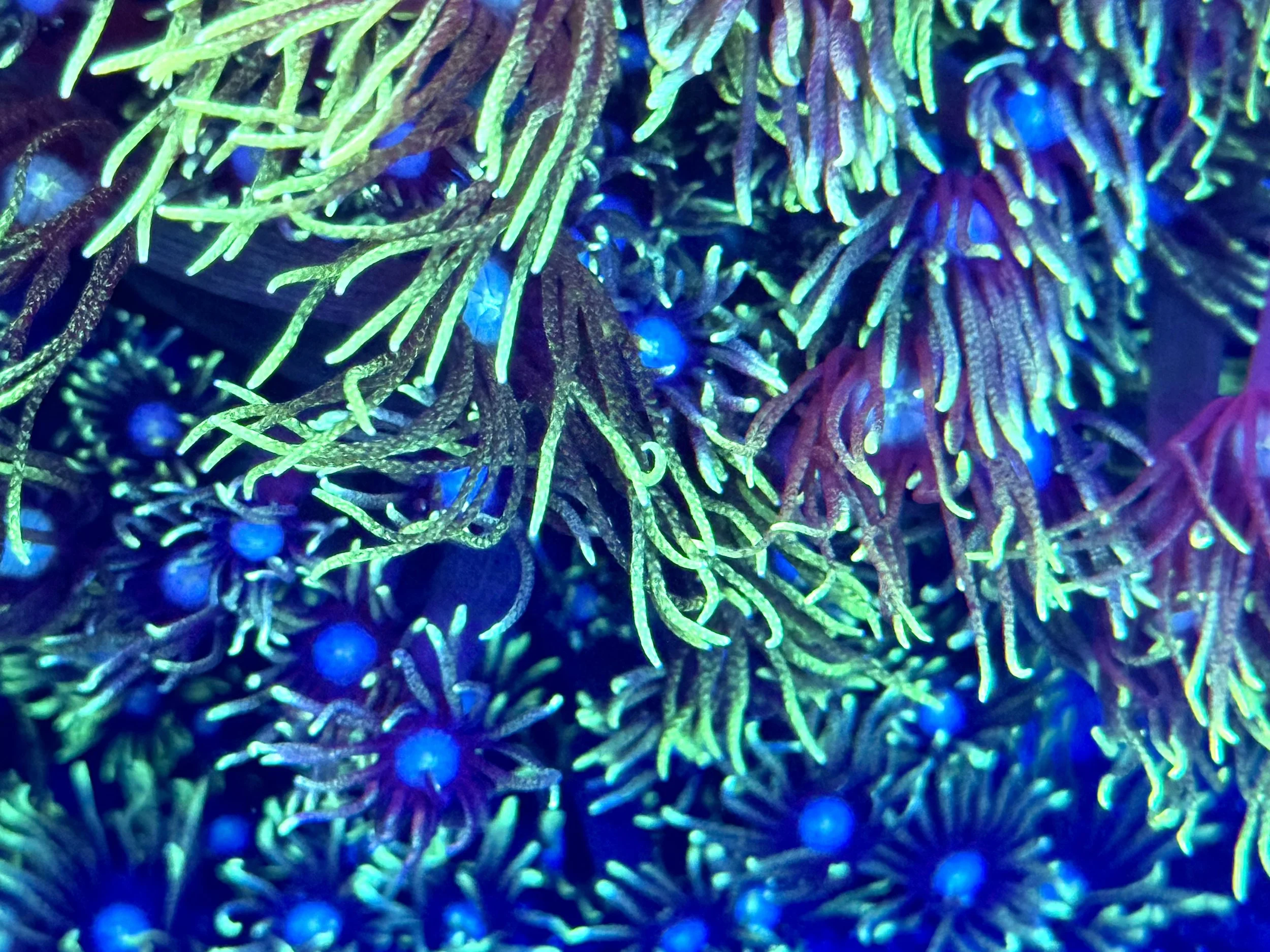 Grinch Goniopora coral expanded several times its skeleton size in a reef aquarium