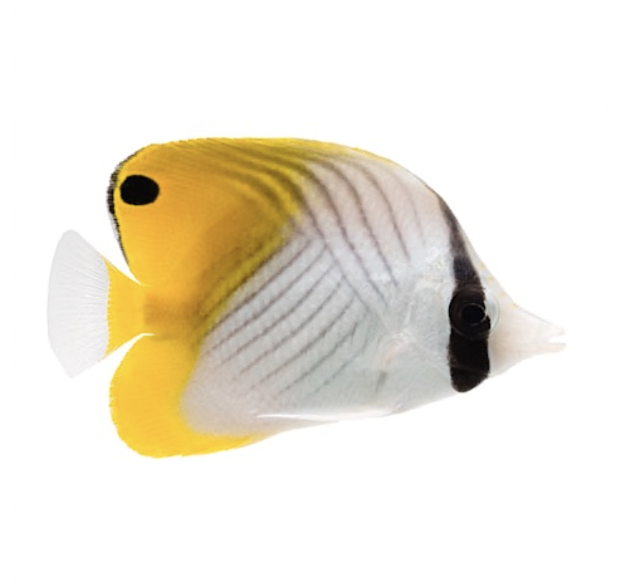 Screenshot 2025-11-10 at 8.26.58 PM.png