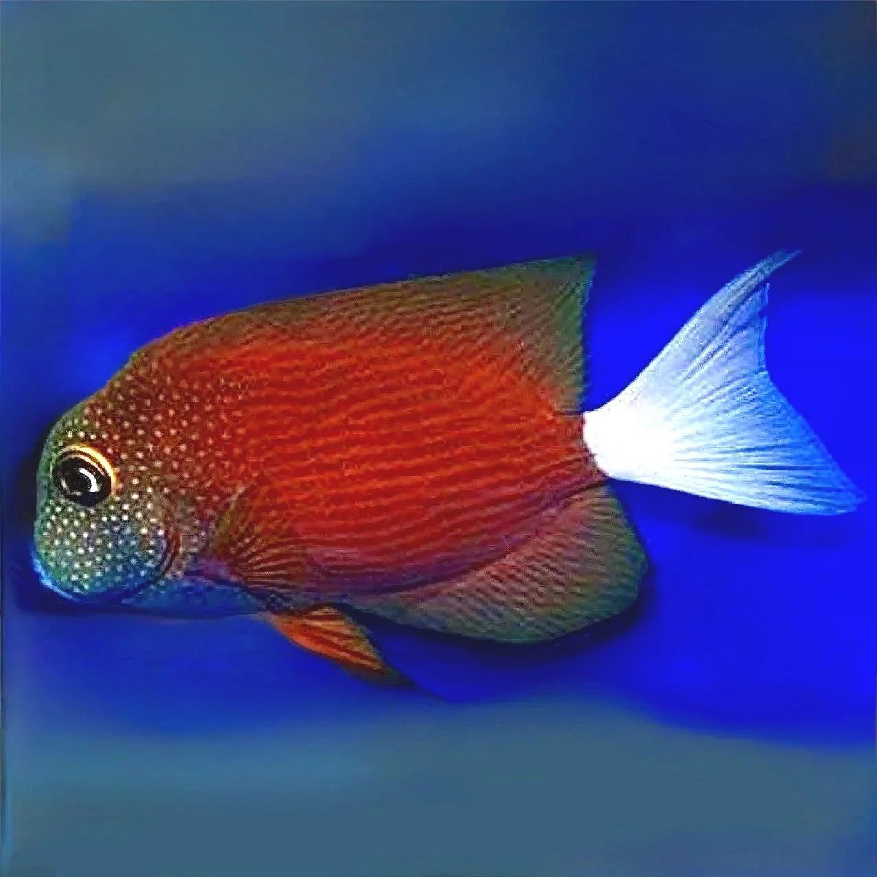 White Tail Kole Tang