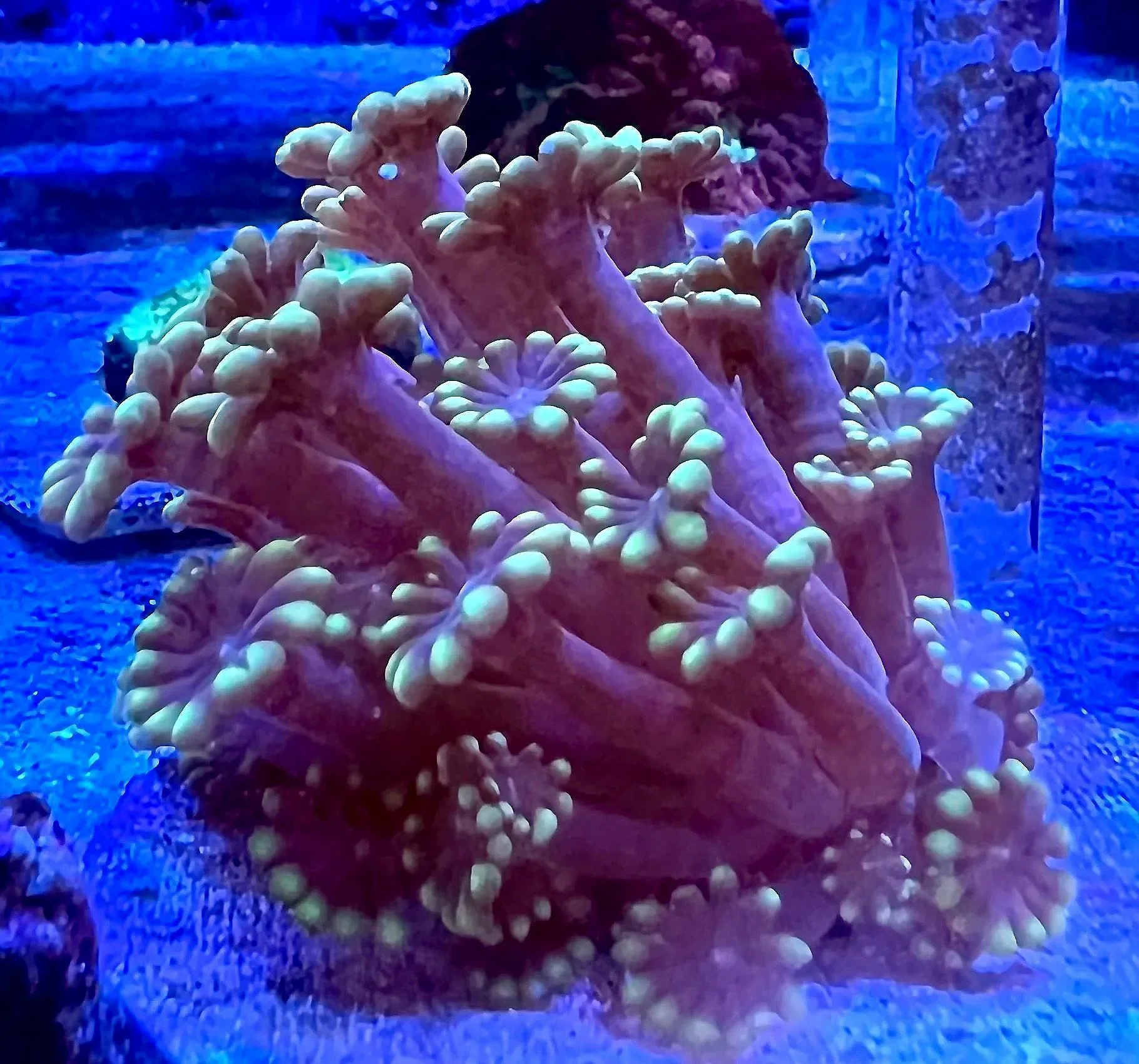 Green Alveopora coral with teal-green tentacle tips and pink body