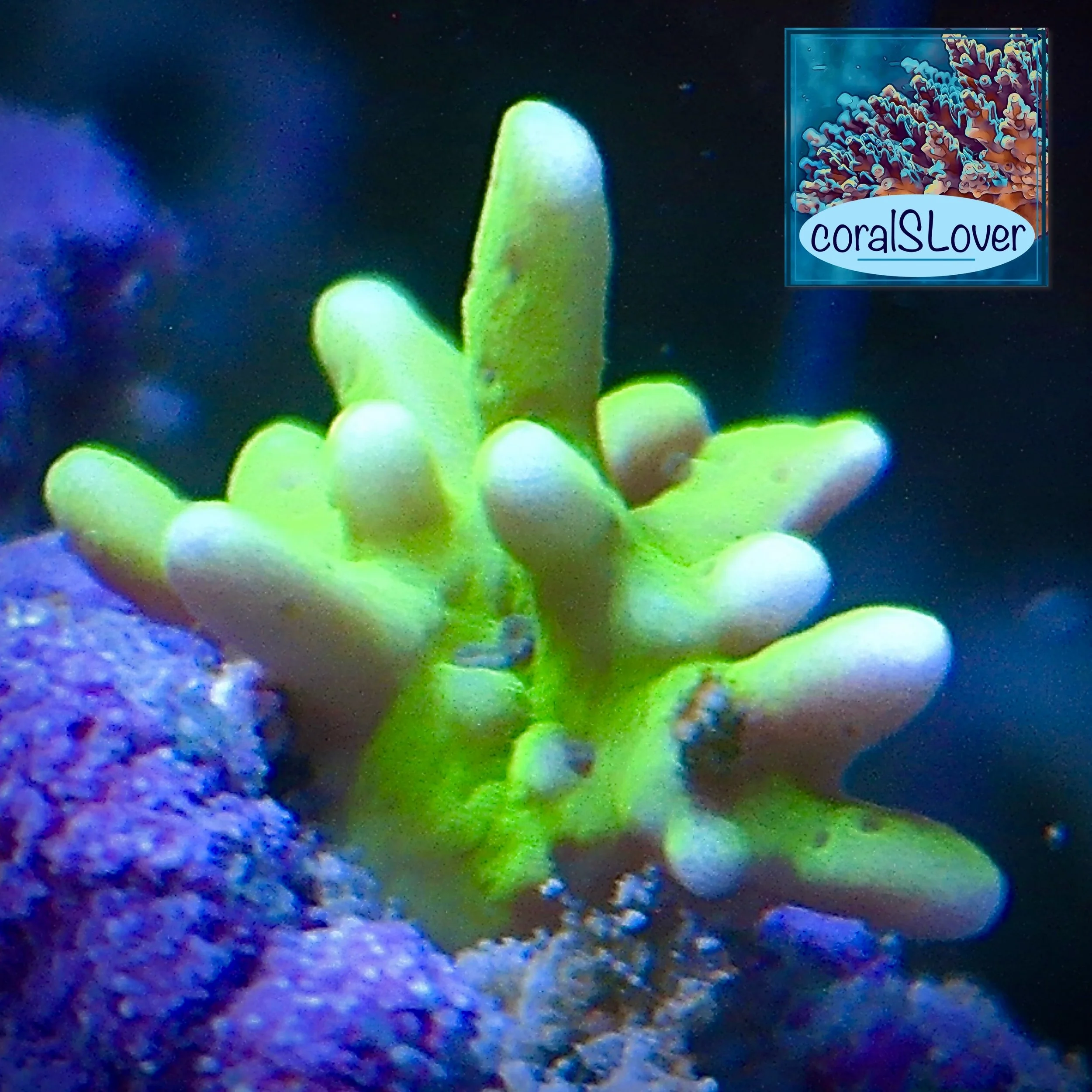 Anacropora forbesi aquacultured SPS coral with tangled growth form