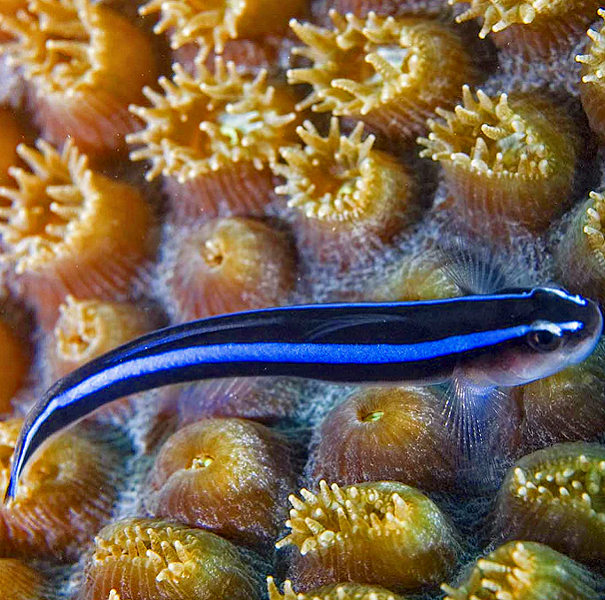 Blue Cleaner Goby – Includes Fish Pack