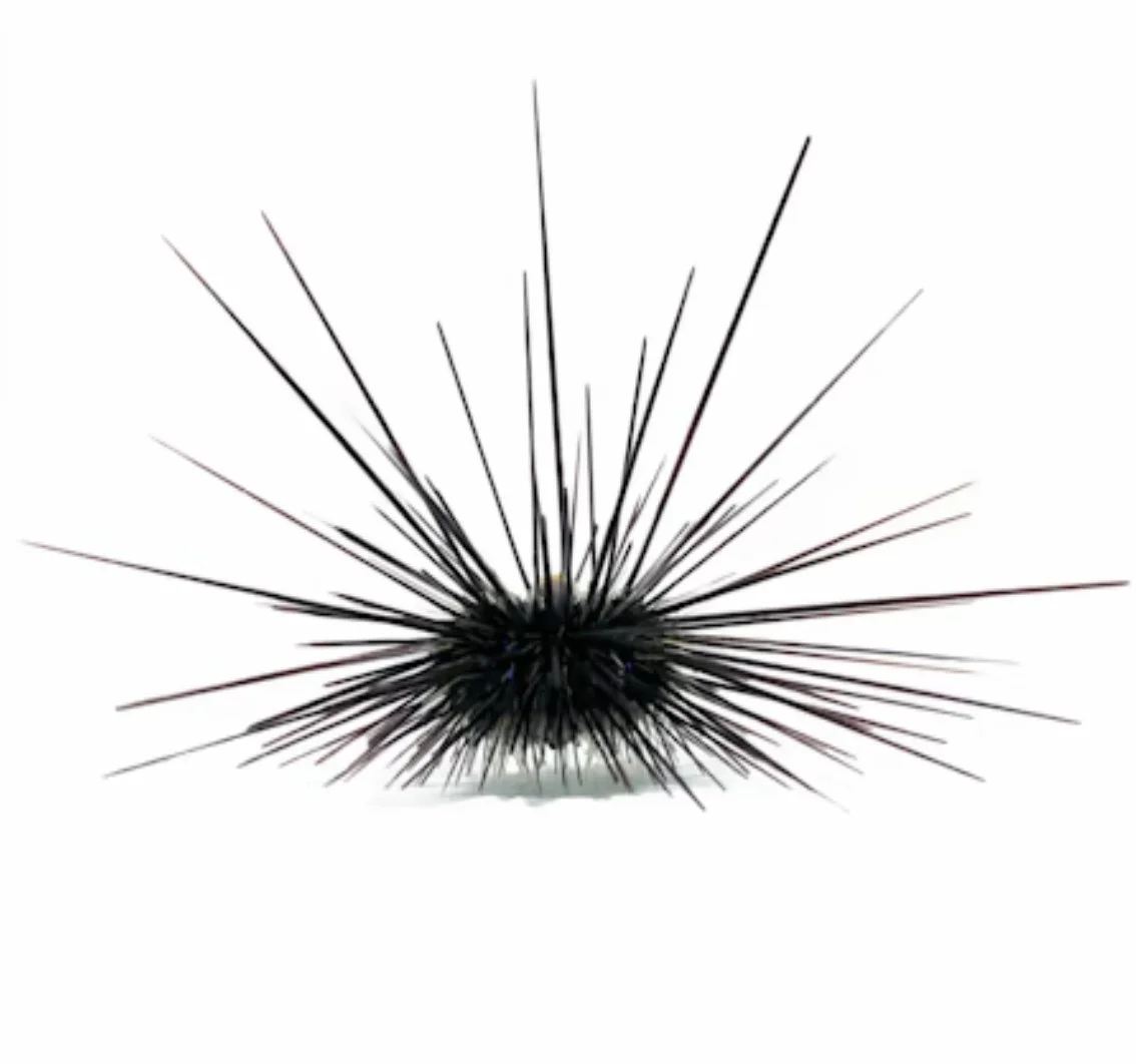 Image 8-18-24 at 2.06 PM.jpeg