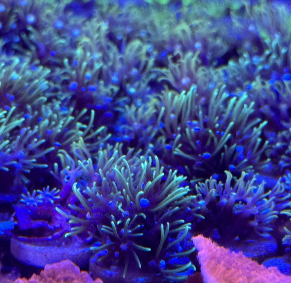 coralSLover | FREE Coral for All Orders. Buy 3 get 1 FREE Coral