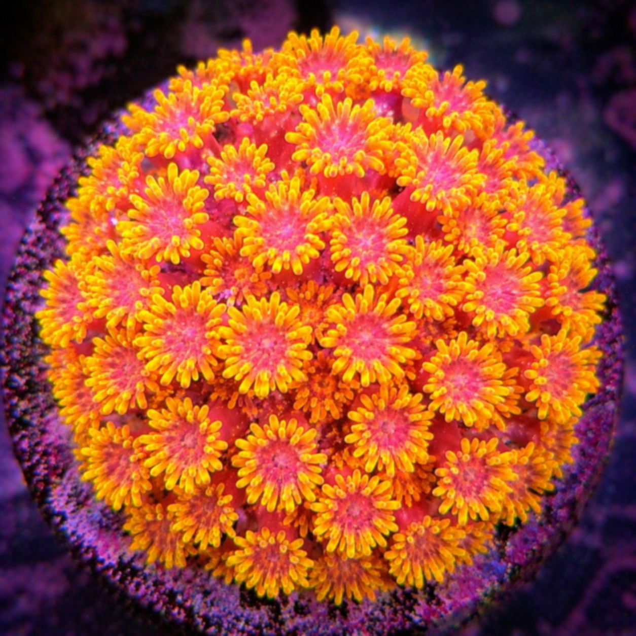 Vibrant+coral+colony+in+vivid+hues.png
