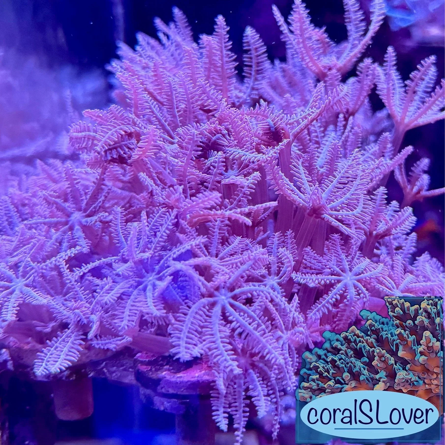 Pink Waving Hand Anthelia fast growing aquacultured soft coral with flowing pink polyps and gentle waving motion grown by coralSLover, buy 3 get 1 free coral, Free Coral for all orders.jpg