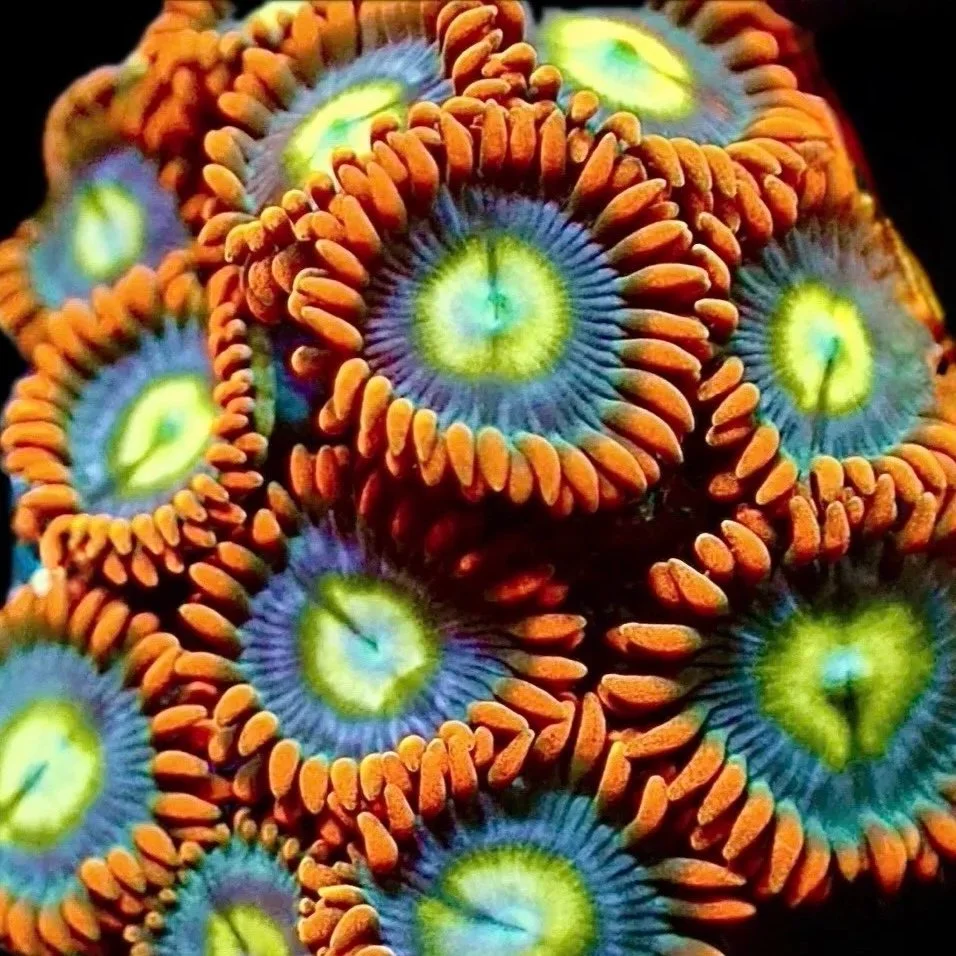 Spiderman Zoanthids