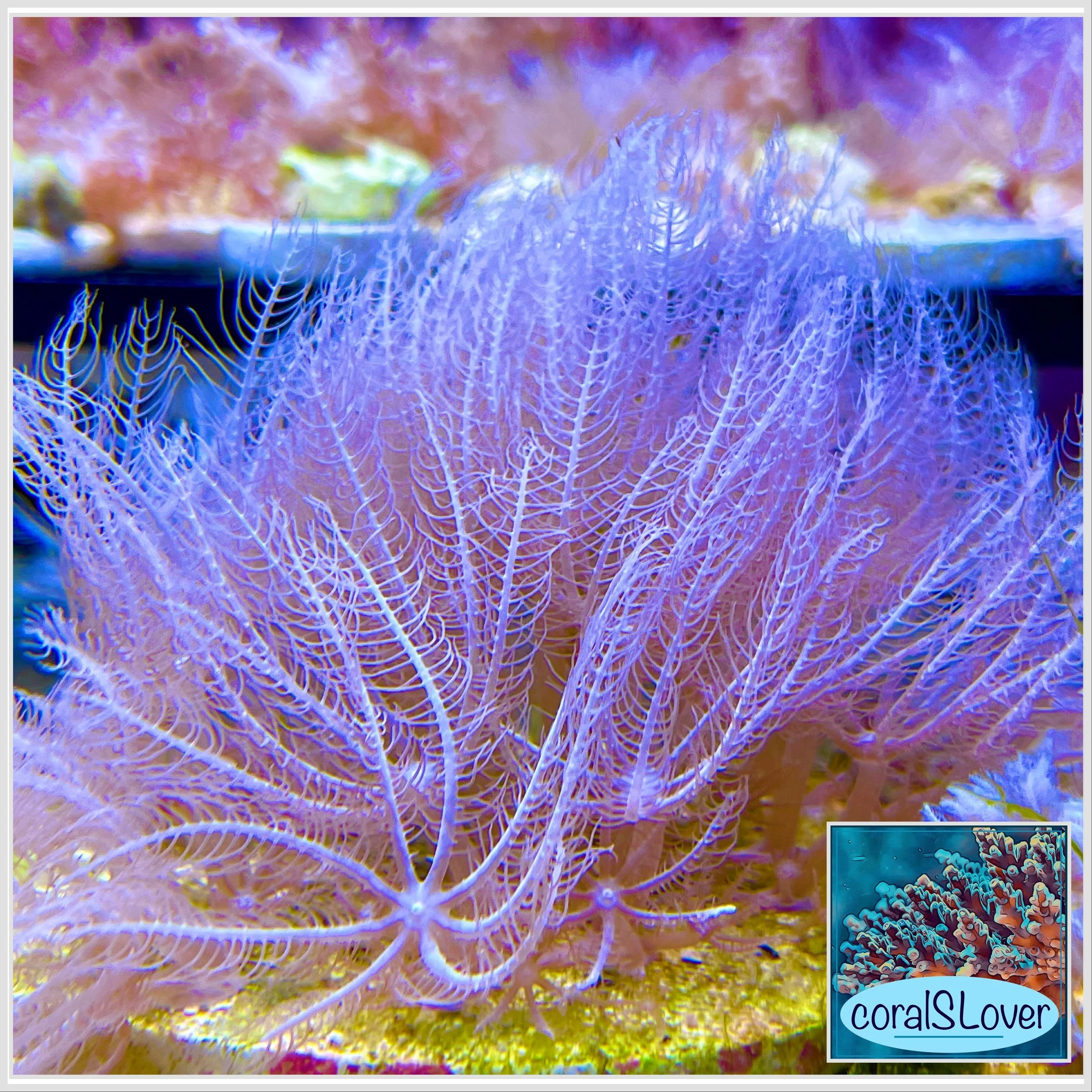 Pink Waving Hand Anthelia coral with bright pink polyps and waving motion medium size frag grown in aquaculture systems buy 3 get 1 free coral, Free Coral for all orders.jpeg