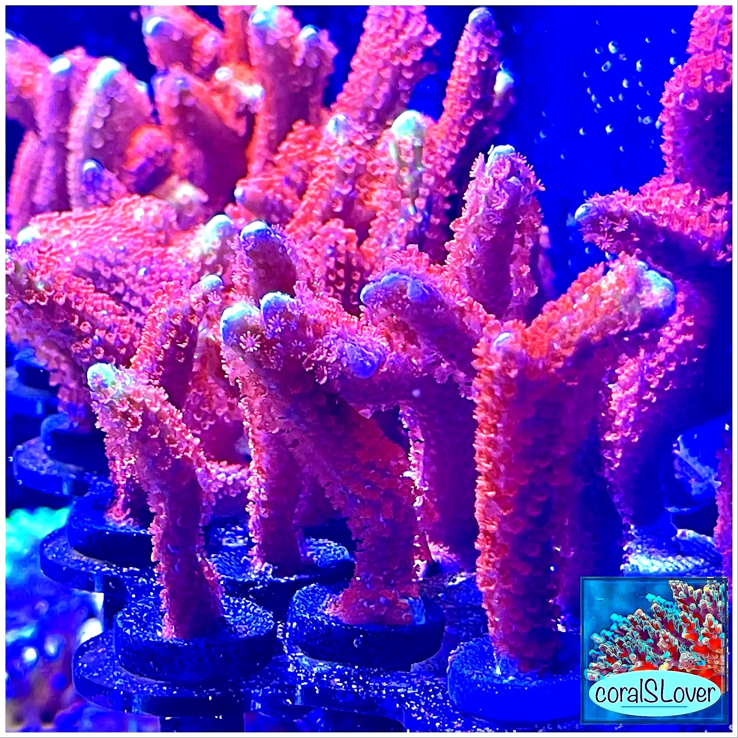 Close-up of orange polyps on Forest Fire Montipora Digitata under actinic lighting