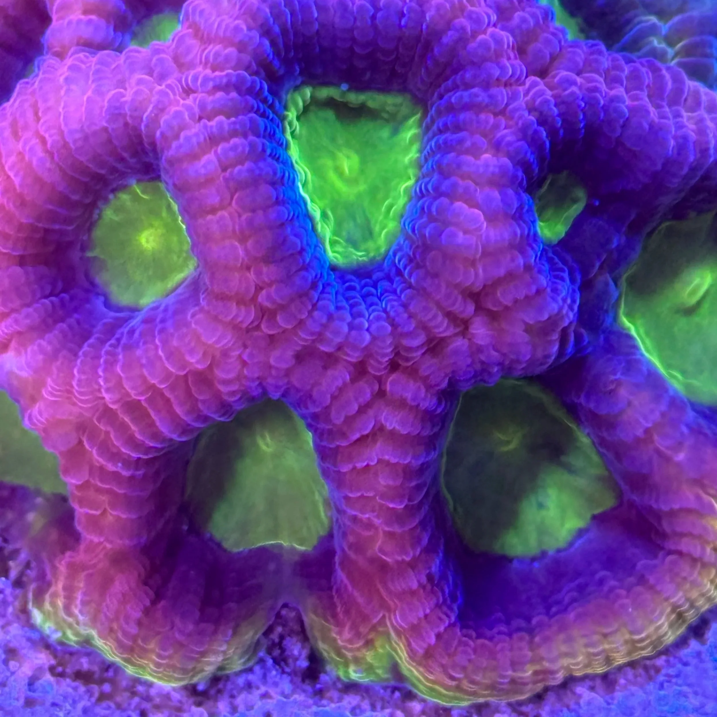 Close-up of Dragon’s Envy Favia coral polyps with fluorescent green and red coloration