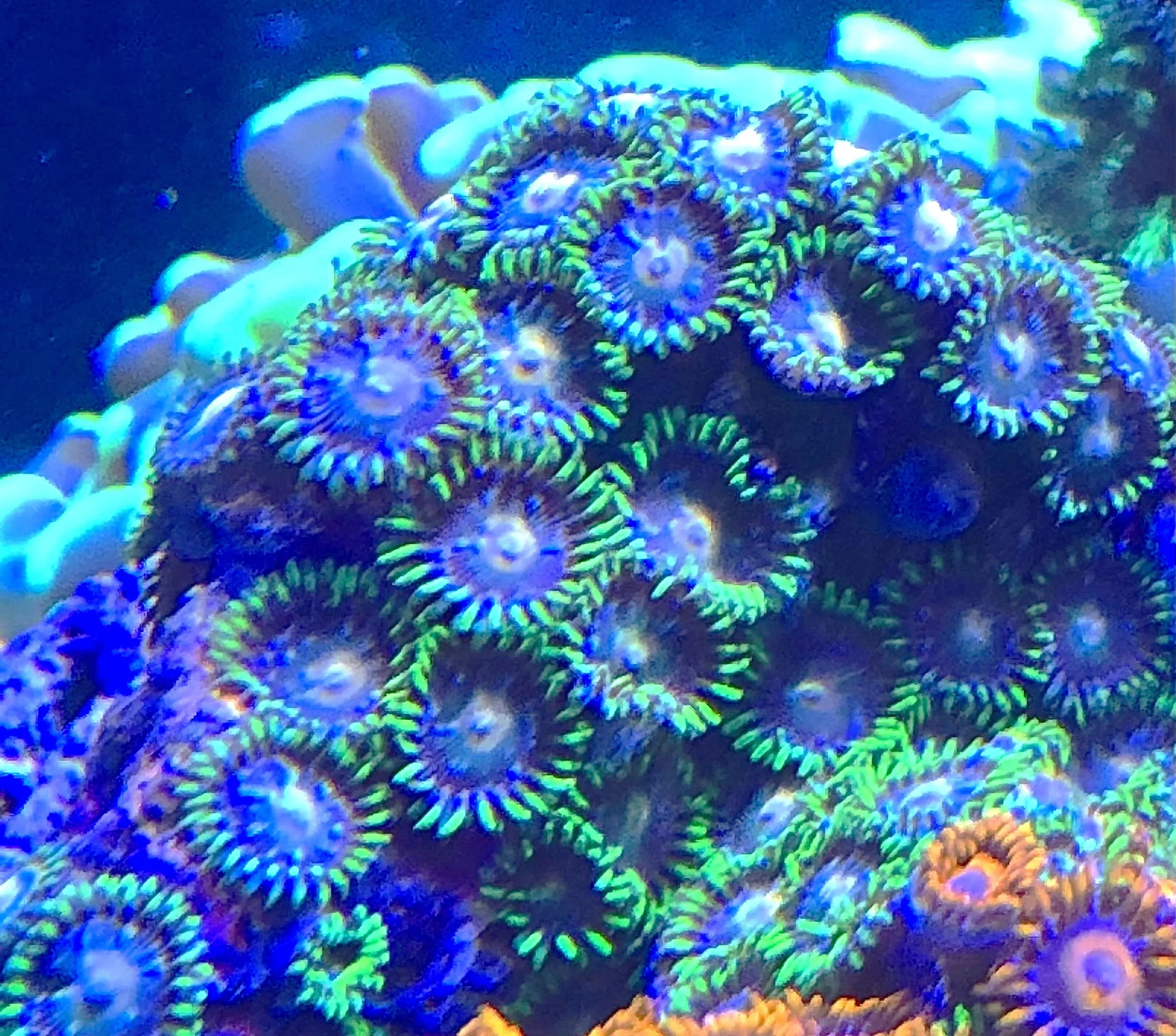 Top view of Blue Daisys Zoanthids fully open in reef aquarium lighting