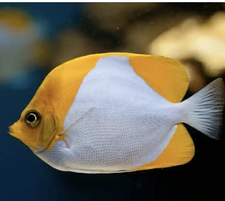 Image 7-31-24 at 5.30 PM.jpeg