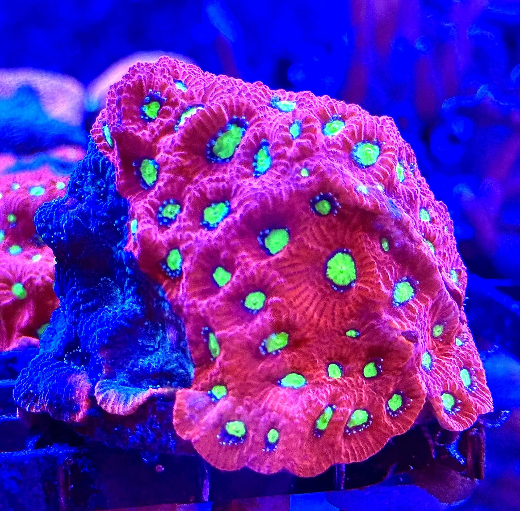 Favites Pentagona “War Coral” Coral