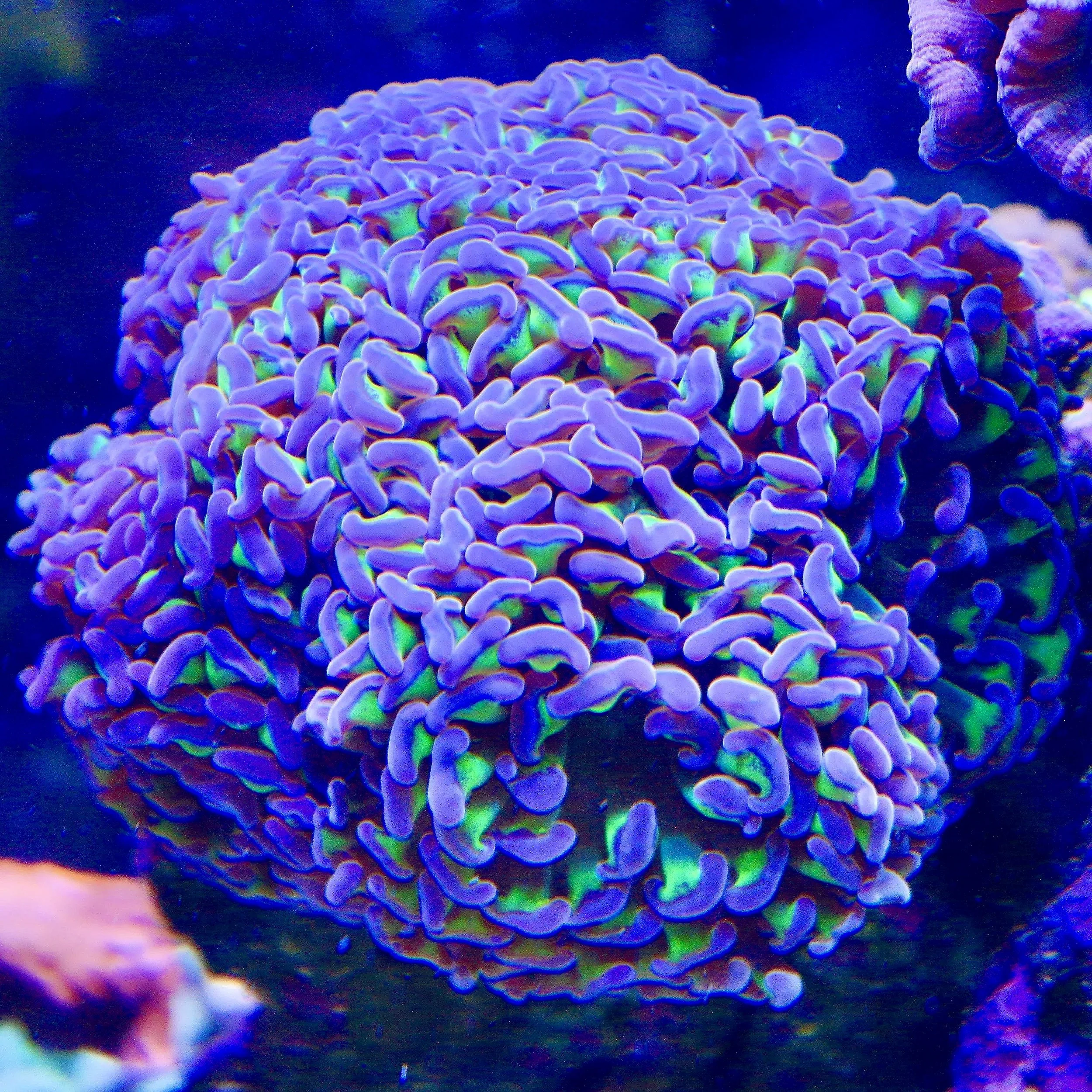 Purple Branching Hammer Coral