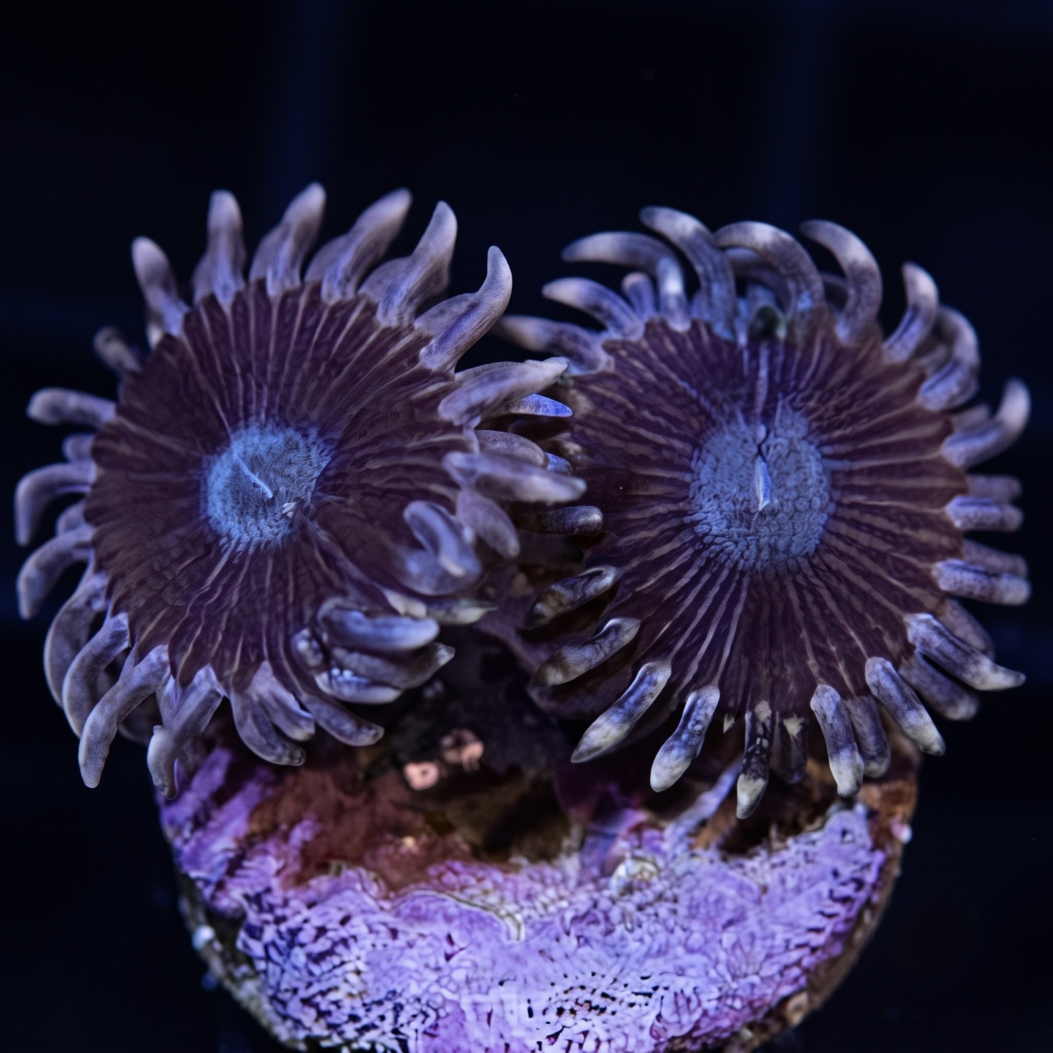 Black People Eater Zoanthids