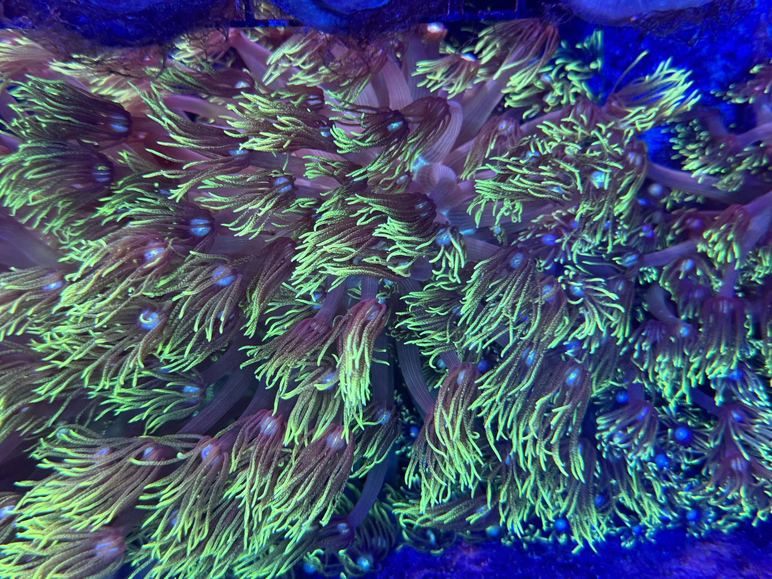 Grinch Goniopora coral colony displaying long, flowing green tentacles under blue actinic lighting