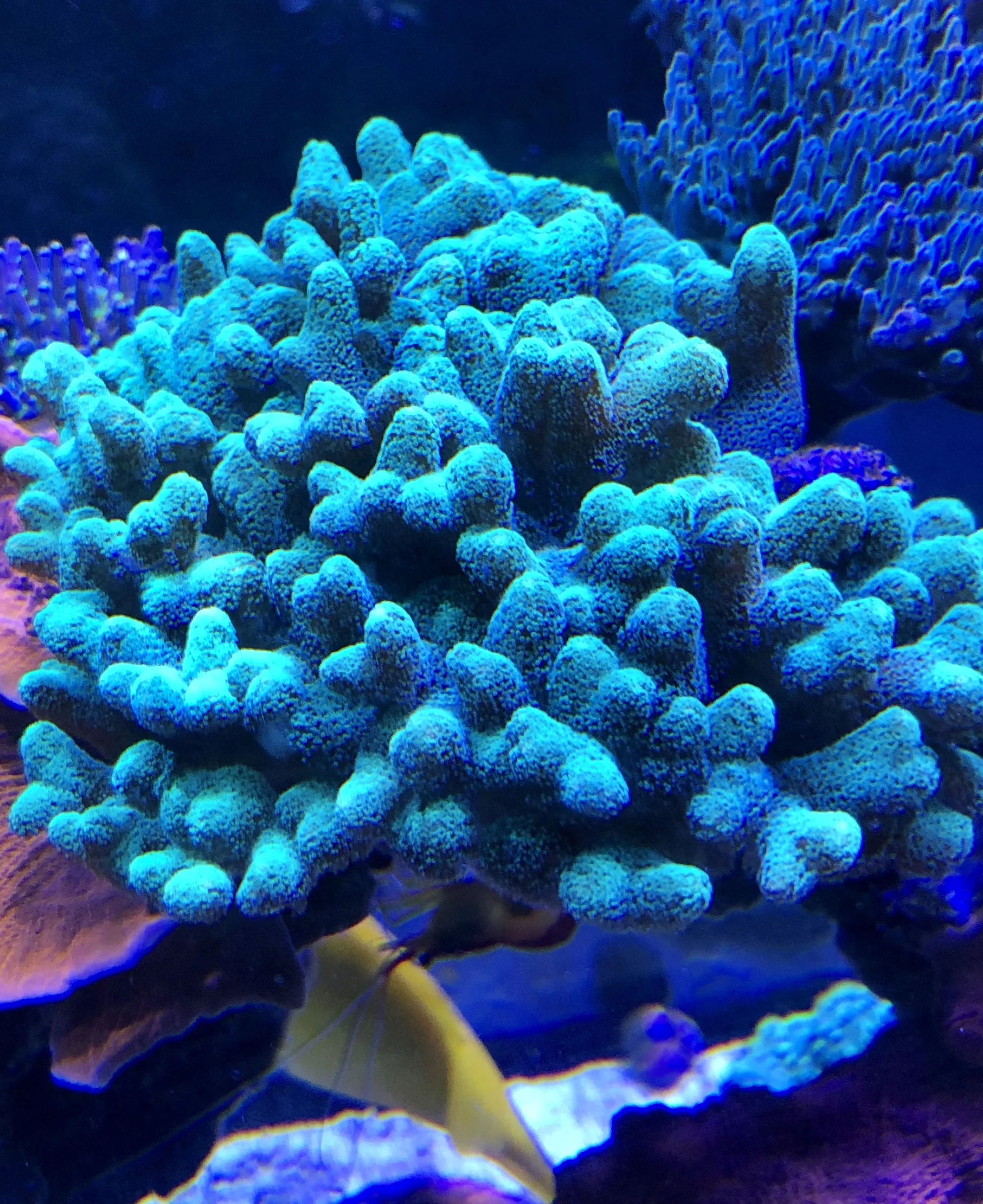 Bright green Stylophora SPS coral mounted on reef rock in aquarium