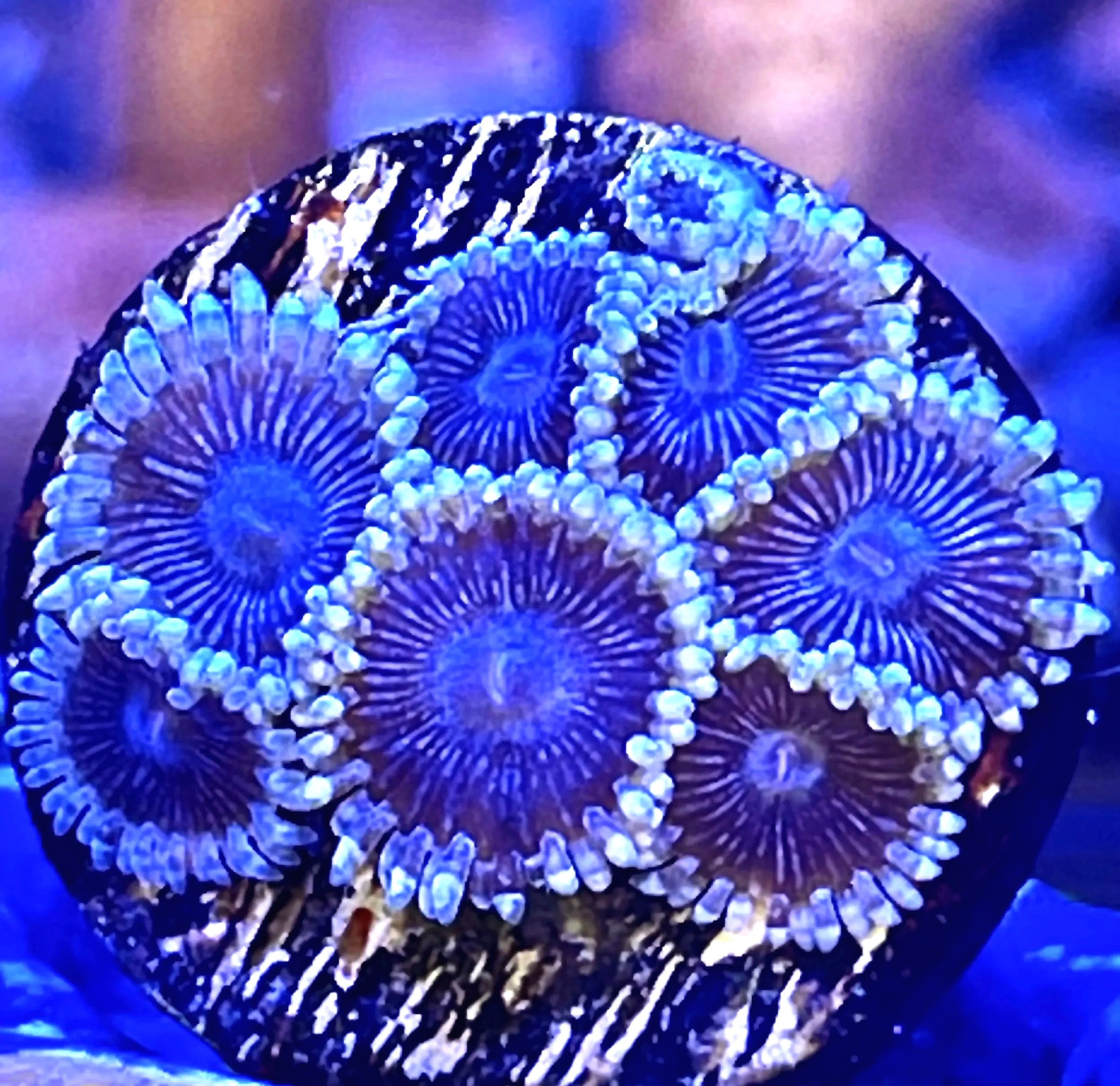 Black People Eater Zoanthids