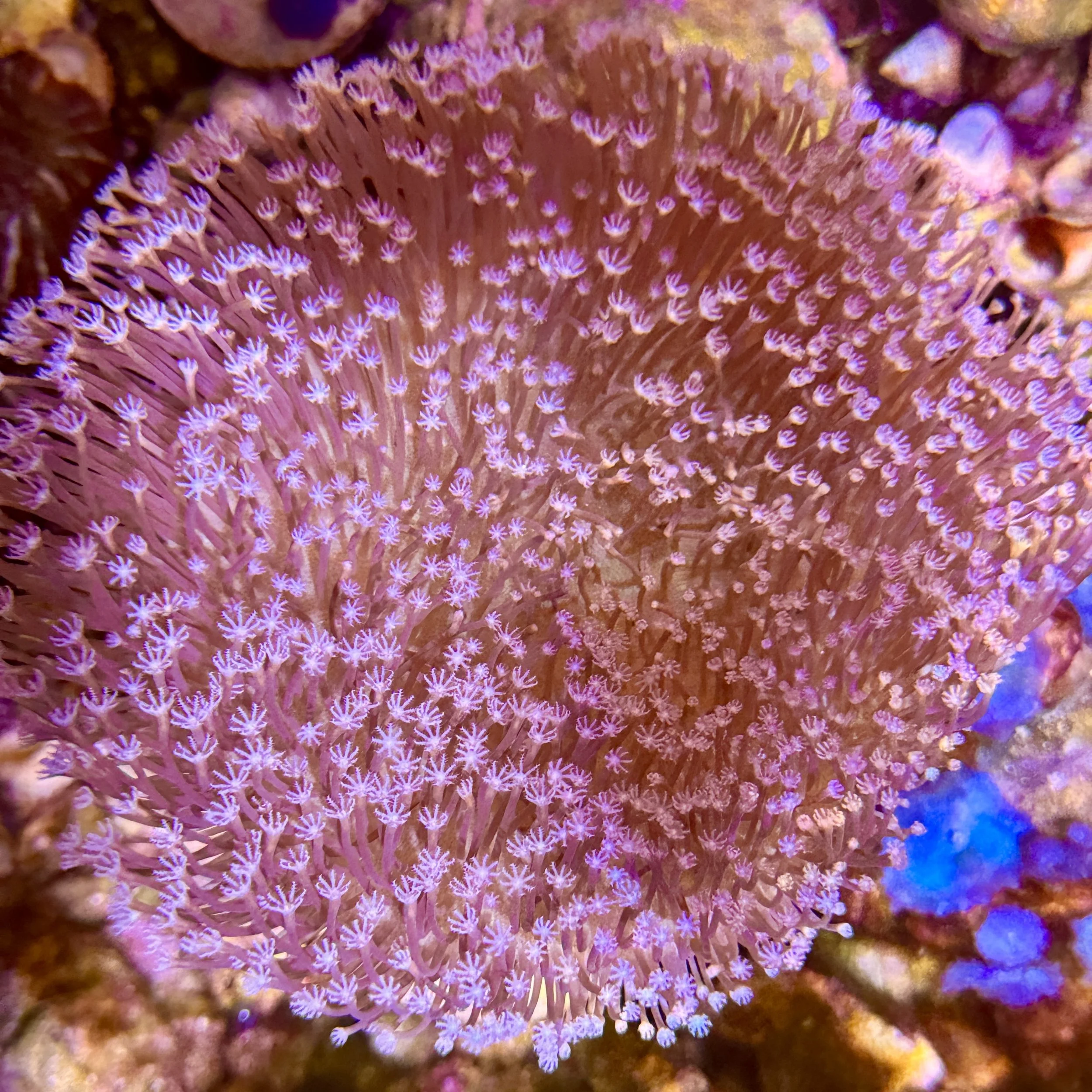 Pink Toadstool Leather Coral with soft pastel pink cap and extended polyps grown by coralSLover®